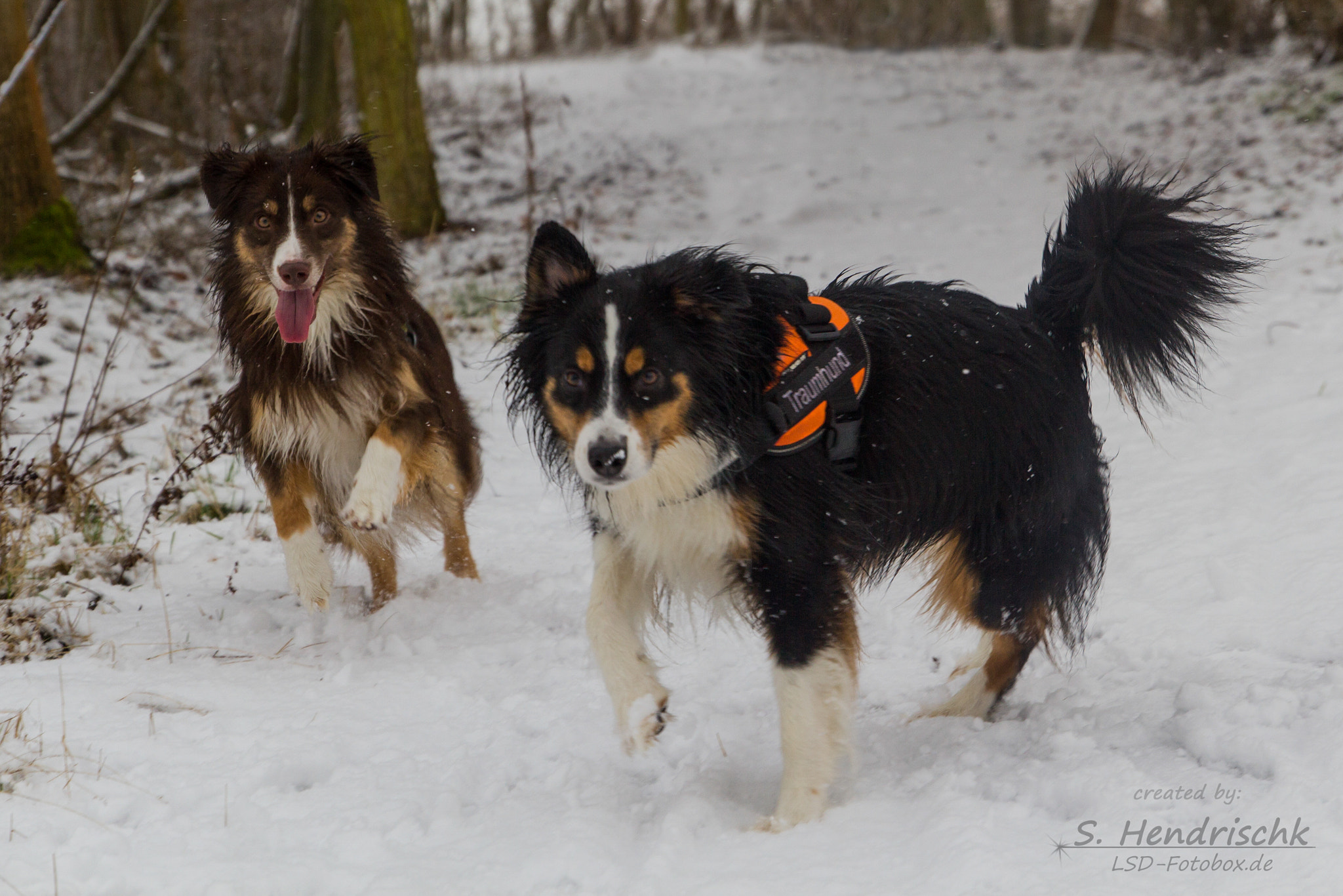 Canon EOS 550D (EOS Rebel T2i / EOS Kiss X4) sample photo. Mini shepherds in snowy action photography