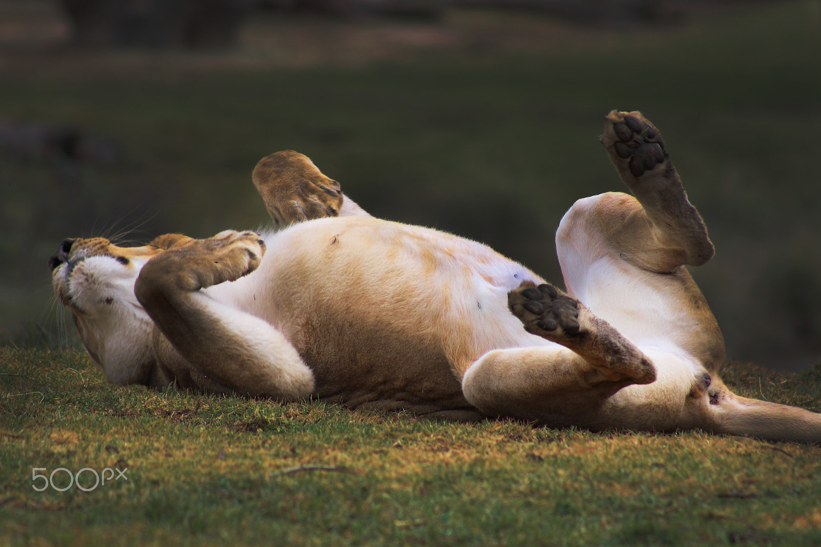 Canon EOS 100D (EOS Rebel SL1 / EOS Kiss X7) + EF75-300mm f/4-5.6 sample photo. Lion playing photography