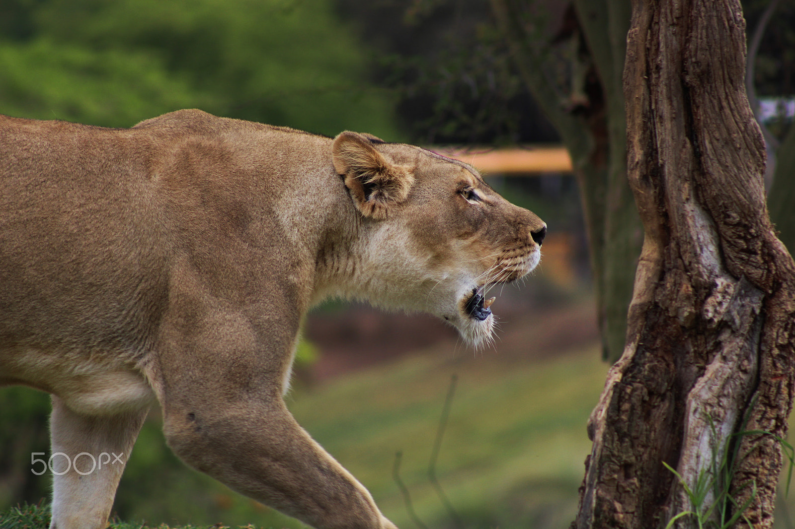 Canon EOS 100D (EOS Rebel SL1 / EOS Kiss X7) + EF75-300mm f/4-5.6 sample photo. Lion photography