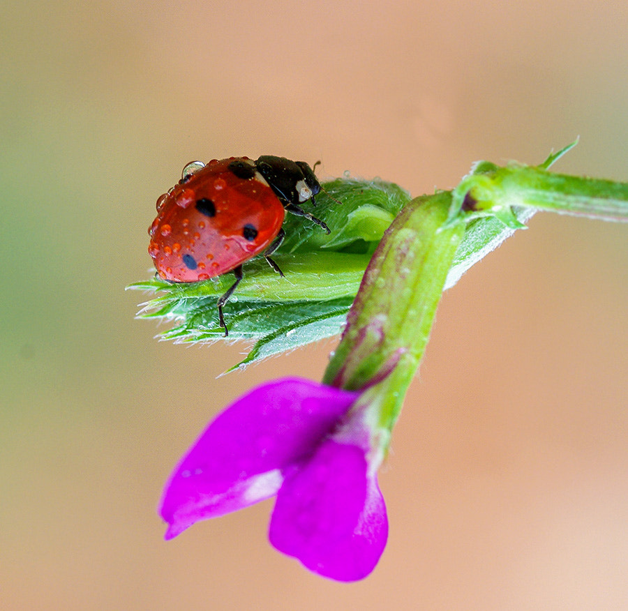 Pentax K20D + smc PENTAX-FA Macro 100mm F2.8 sample photo. Ladybug photography