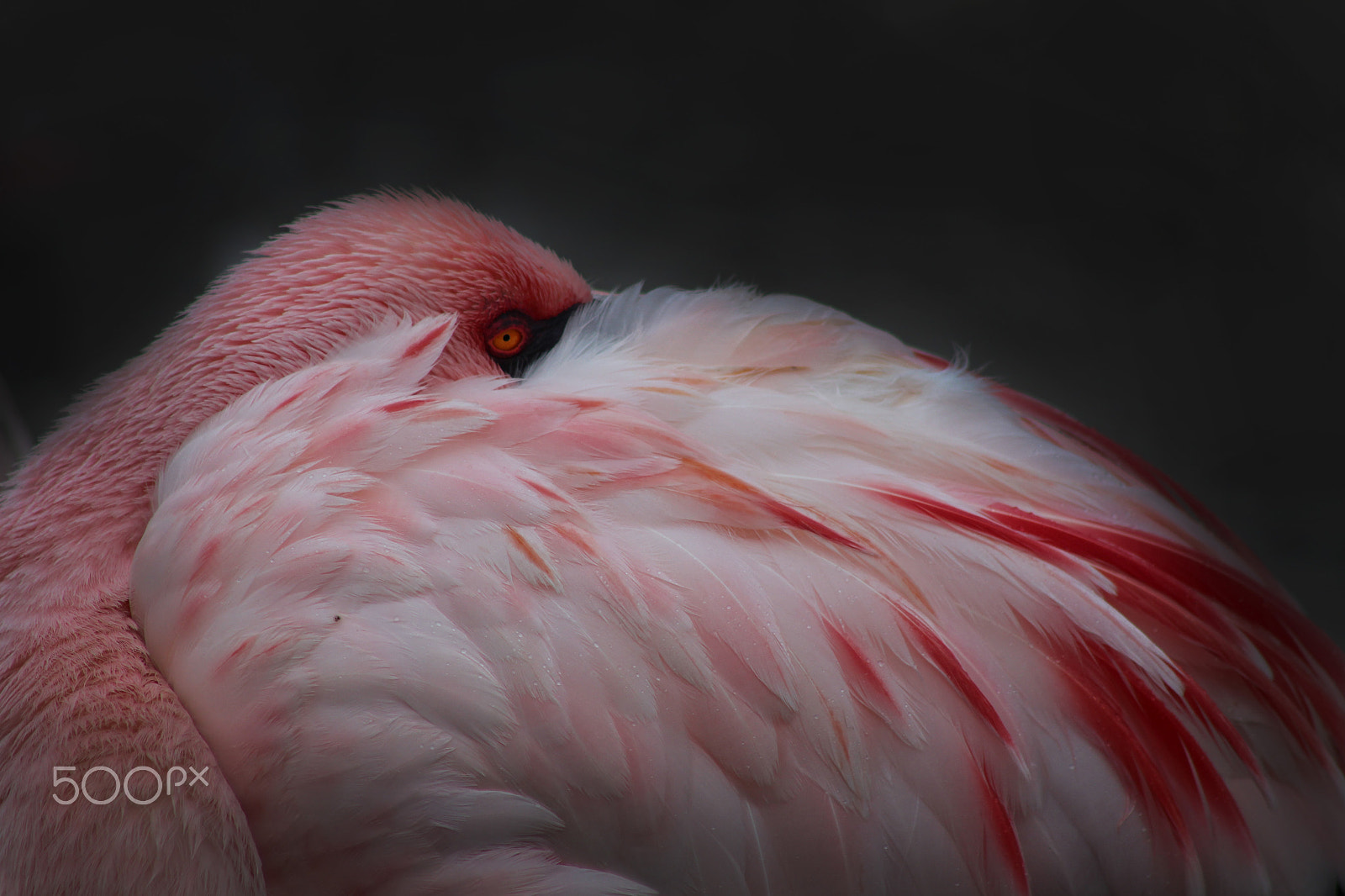 Canon EOS 100D (EOS Rebel SL1 / EOS Kiss X7) + EF75-300mm f/4-5.6 sample photo. Flamingo pose photography