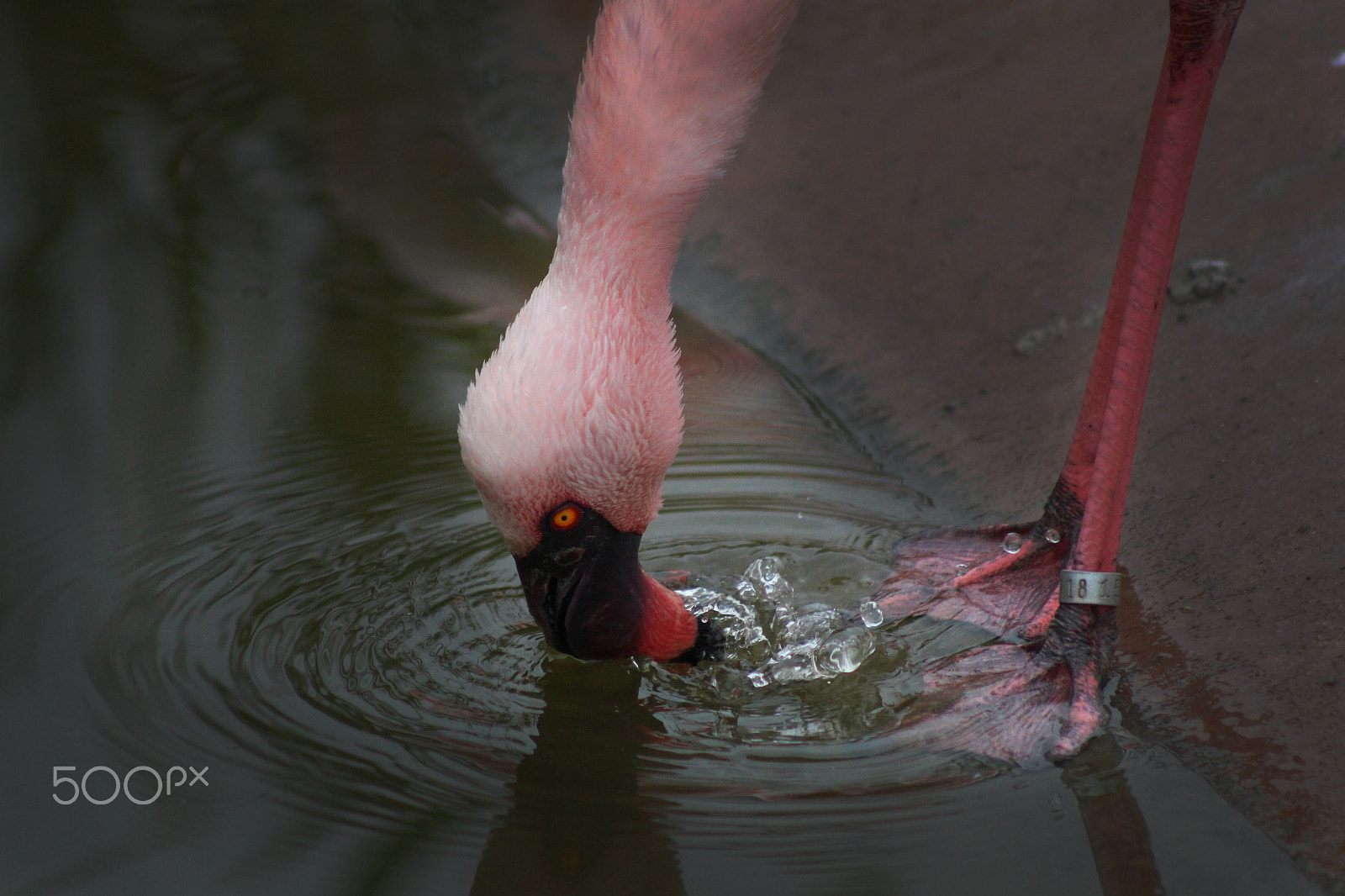 Canon EOS 100D (EOS Rebel SL1 / EOS Kiss X7) + EF75-300mm f/4-5.6 sample photo. Flamingo thirsty photography