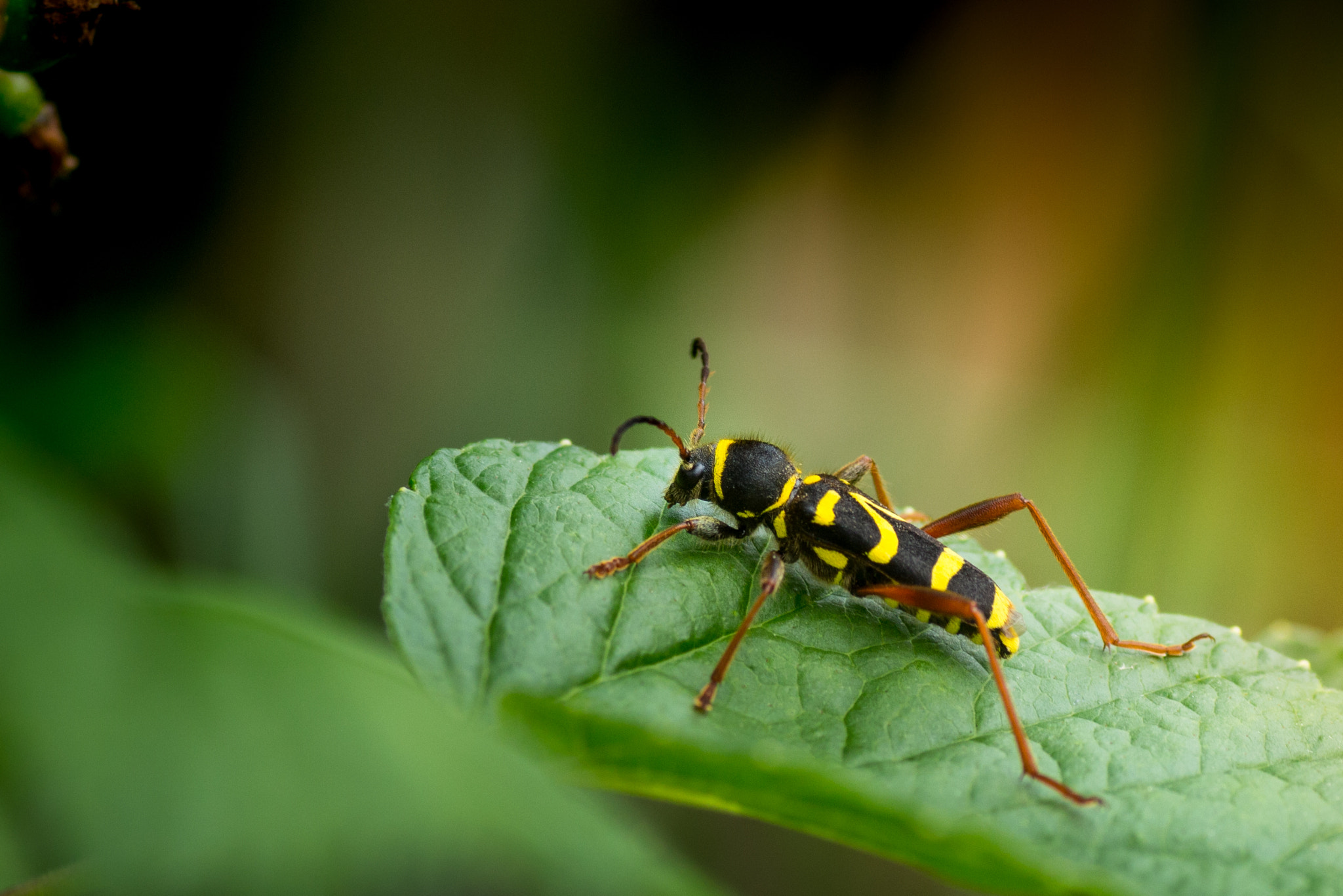 Canon EOS 700D (EOS Rebel T5i / EOS Kiss X7i) + Tamron SP AF 90mm F2.8 Di Macro sample photo. Jaune photography