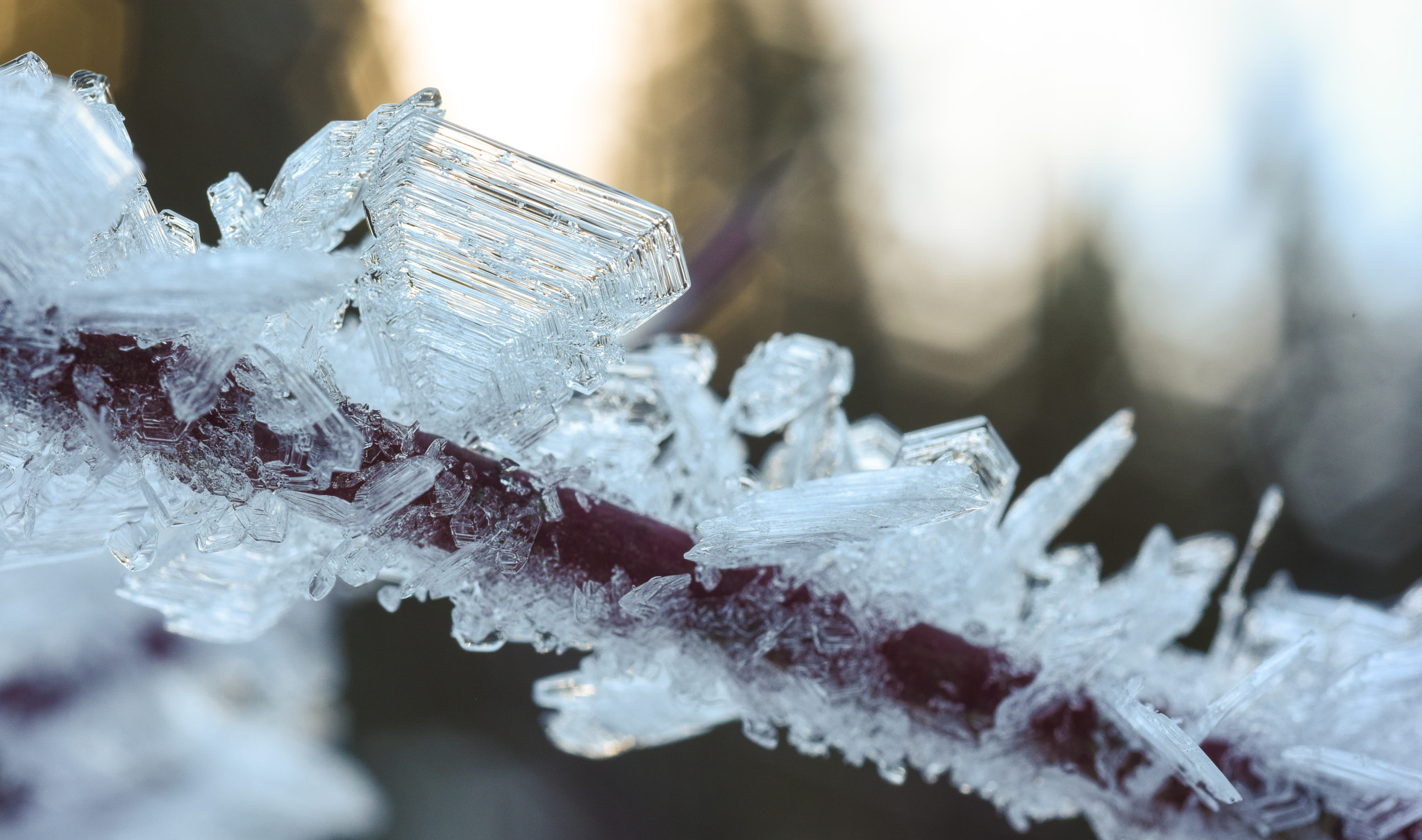 AF Micro-Nikkor 60mm f/2.8 sample photo. Big frost photography