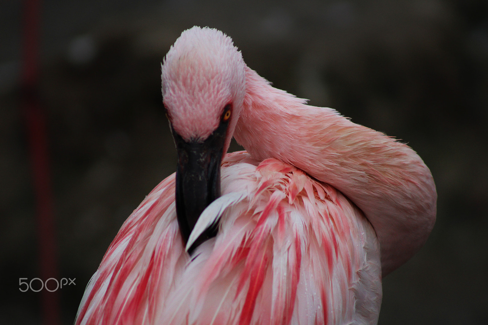 Canon EOS 100D (EOS Rebel SL1 / EOS Kiss X7) + EF75-300mm f/4-5.6 sample photo. Flamingo covert photography