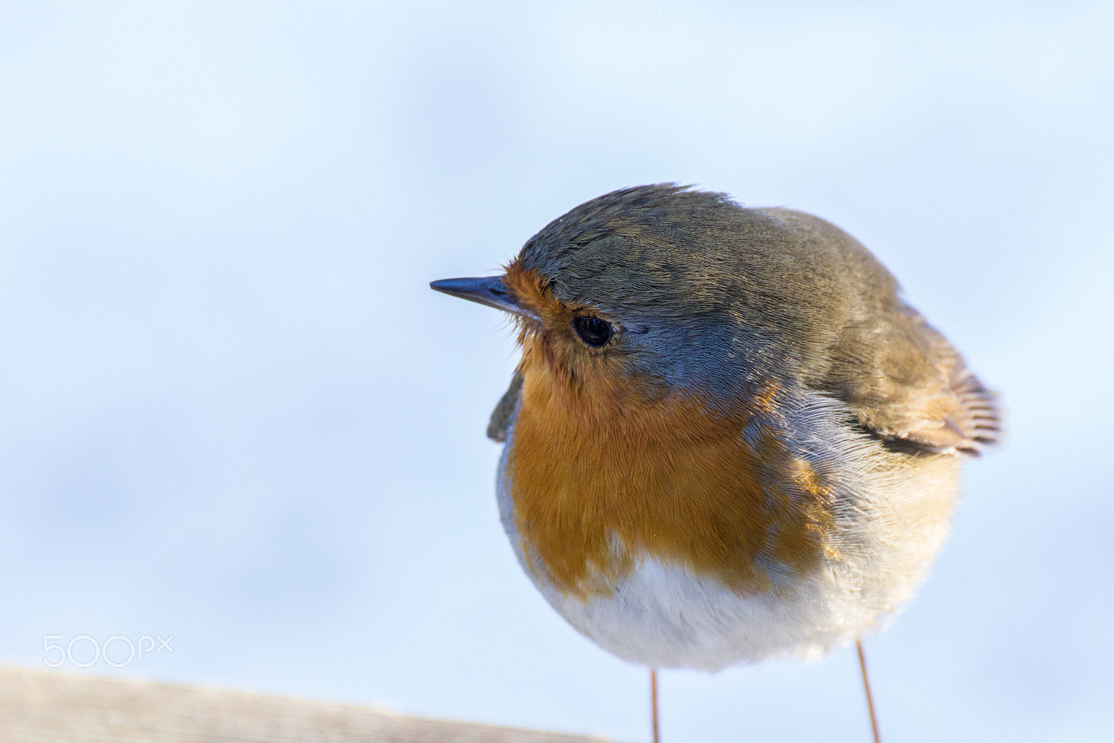 Tamron SP 35mm F1.8 Di VC USD sample photo. Red robin close up photography