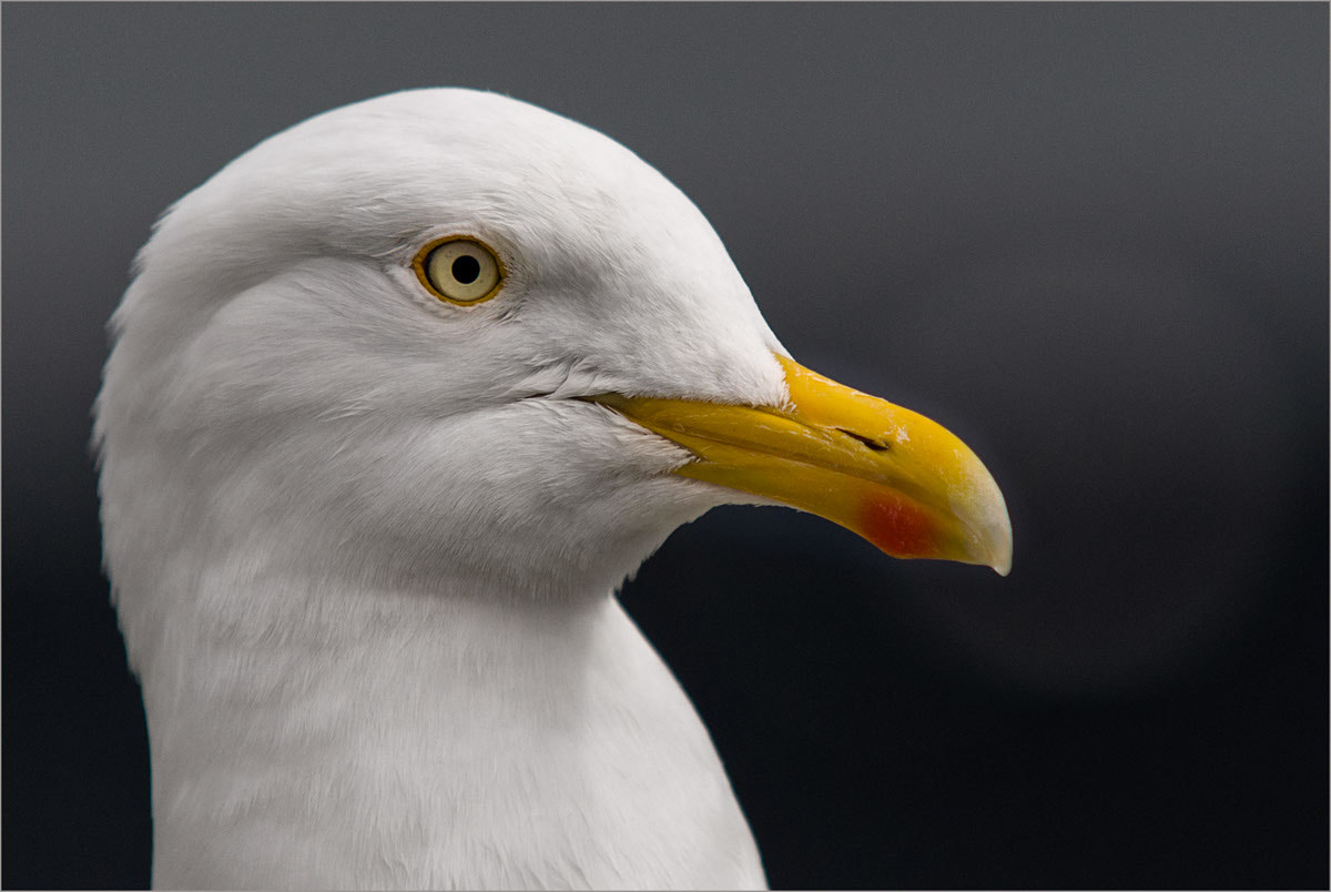 Sigma 70-200mm F2.8 EX DG Macro HSM II sample photo. Bird - watching photography