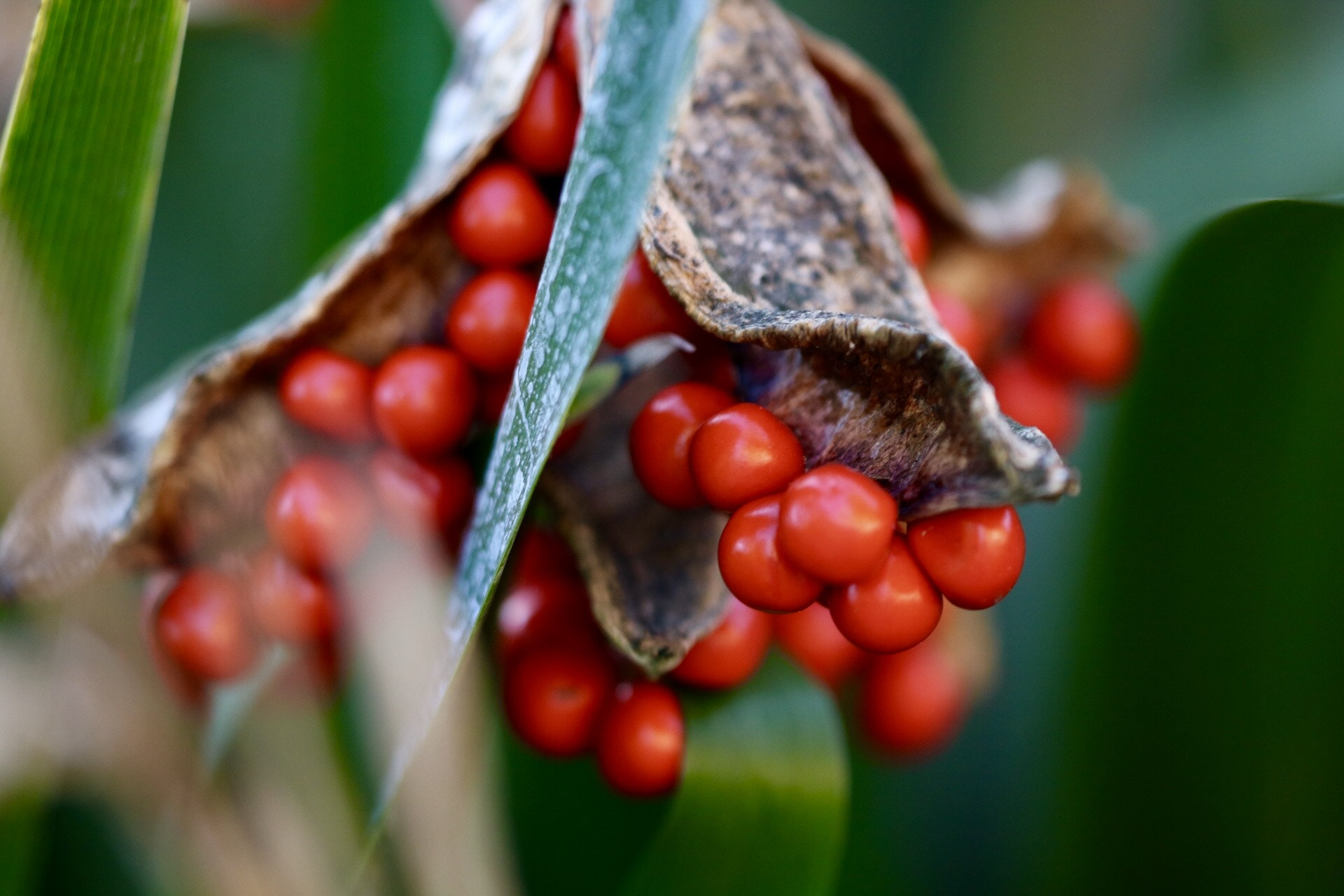 Sigma APO Macro 150mm f/2.8 EX DG HSM sample photo. Many berries photography