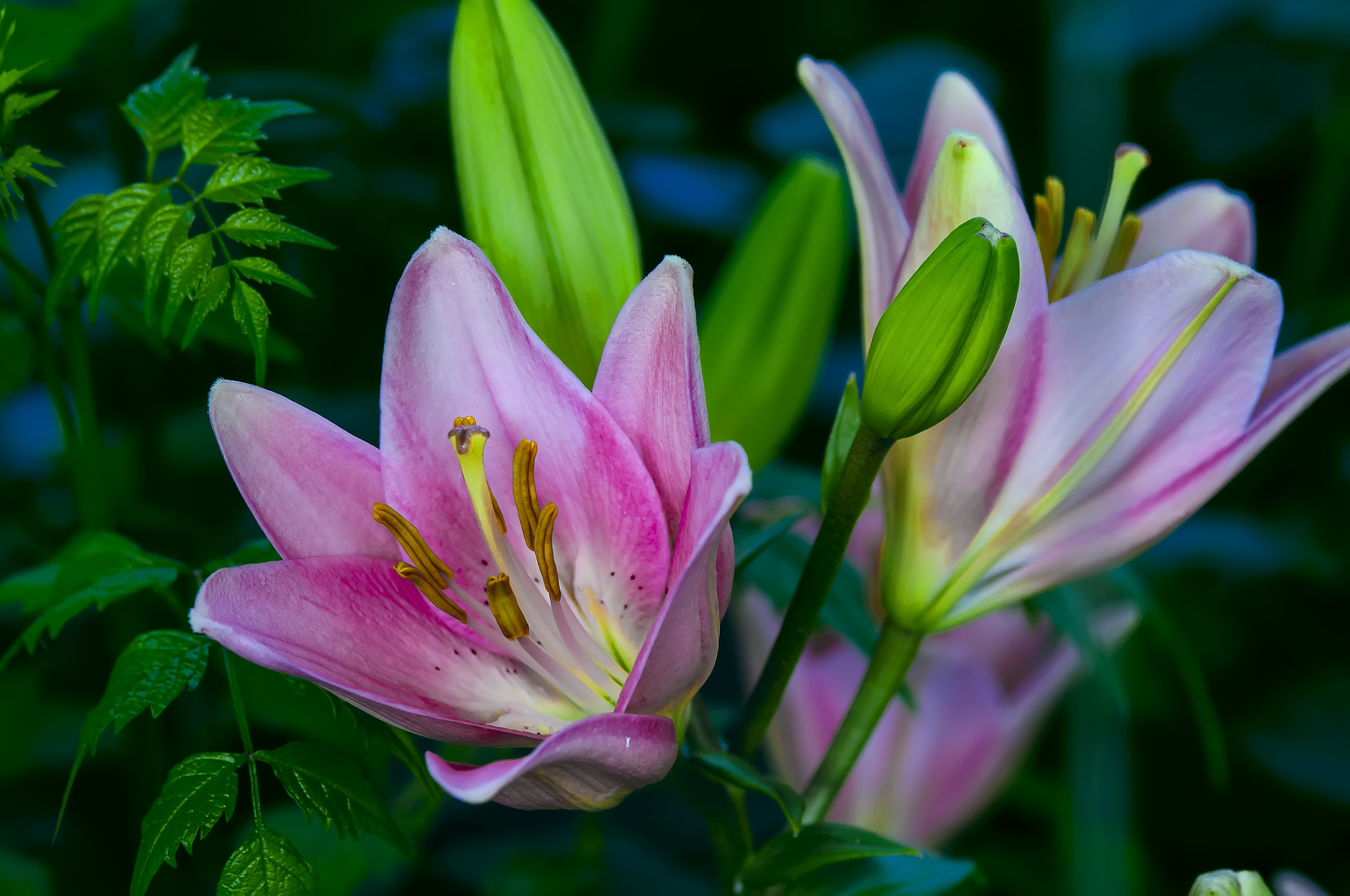 AF Micro-Nikkor 105mm f/2.8 sample photo. Розовые лилии photography