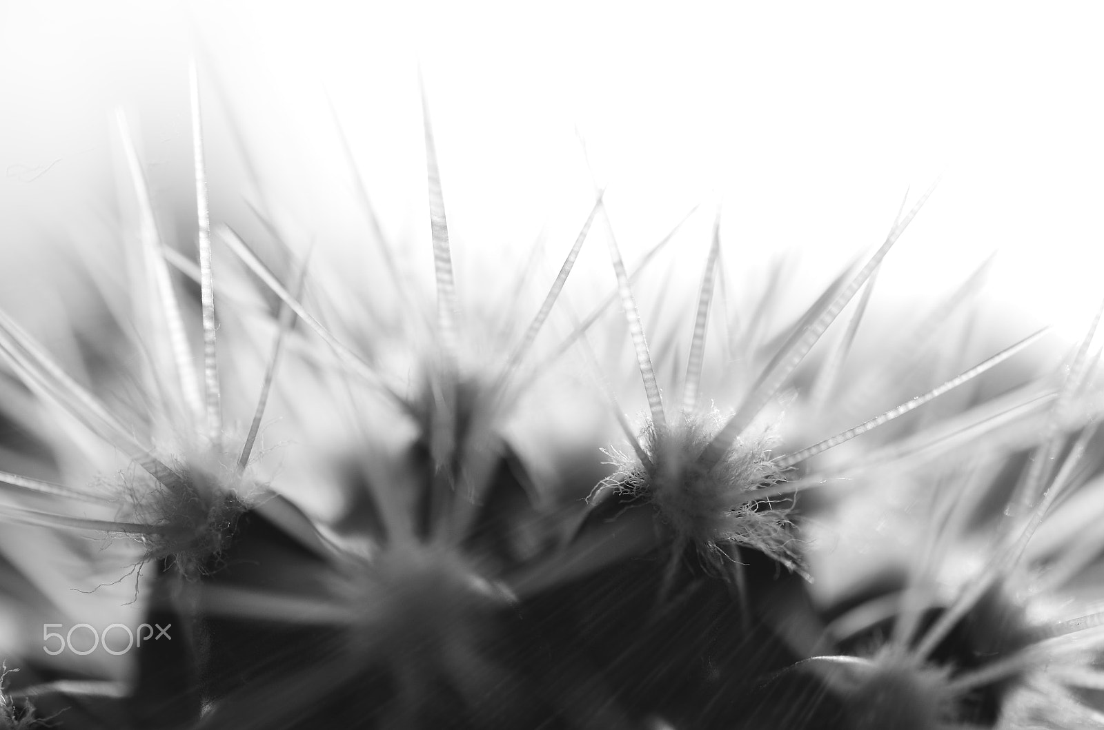 Nikon D7000 sample photo. Spikes of a cactus in the backlight photography