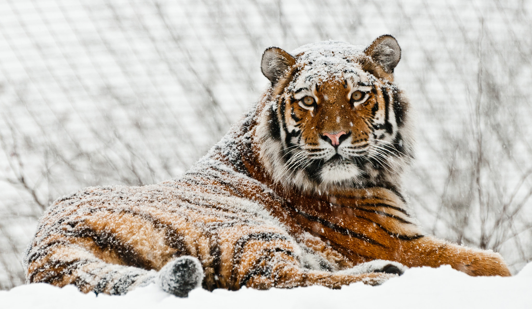 Nikon D300S sample photo. Majesty in the snow photography