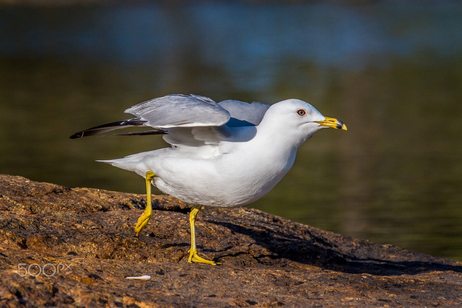 Canon EOS 7D sample photo. Ring-billed gull photography
