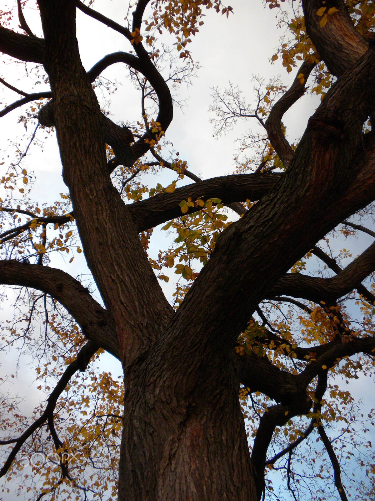 Nikon Coolpix S630 sample photo. Commemorative tree photography