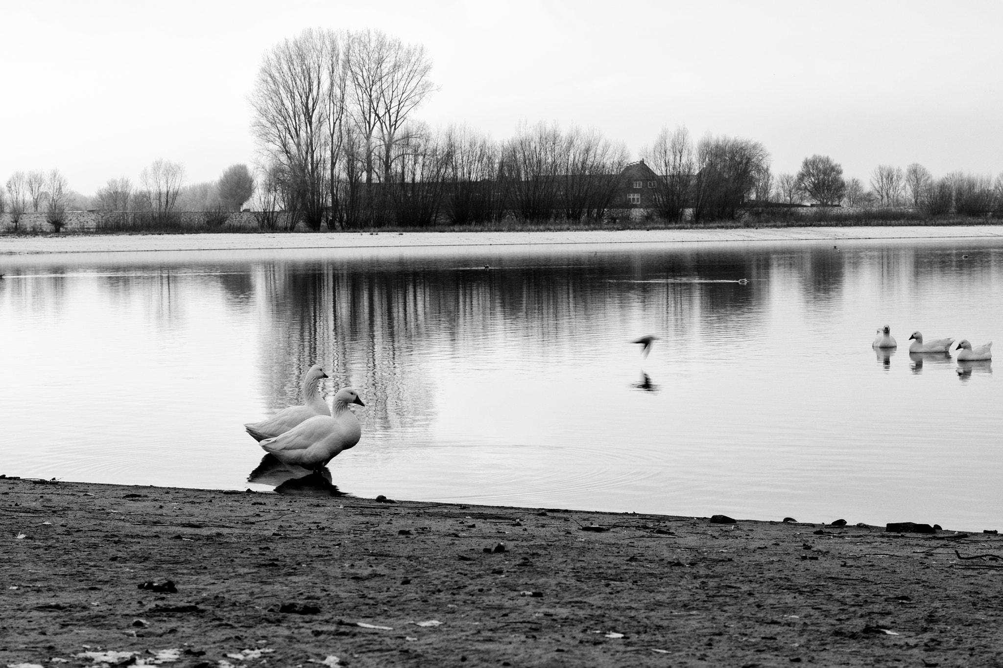 Sony a6300 + Sony Sonnar T* FE 55mm F1.8 ZA sample photo. Reflections 2, weerdseweg, wilp, the netherlands photography