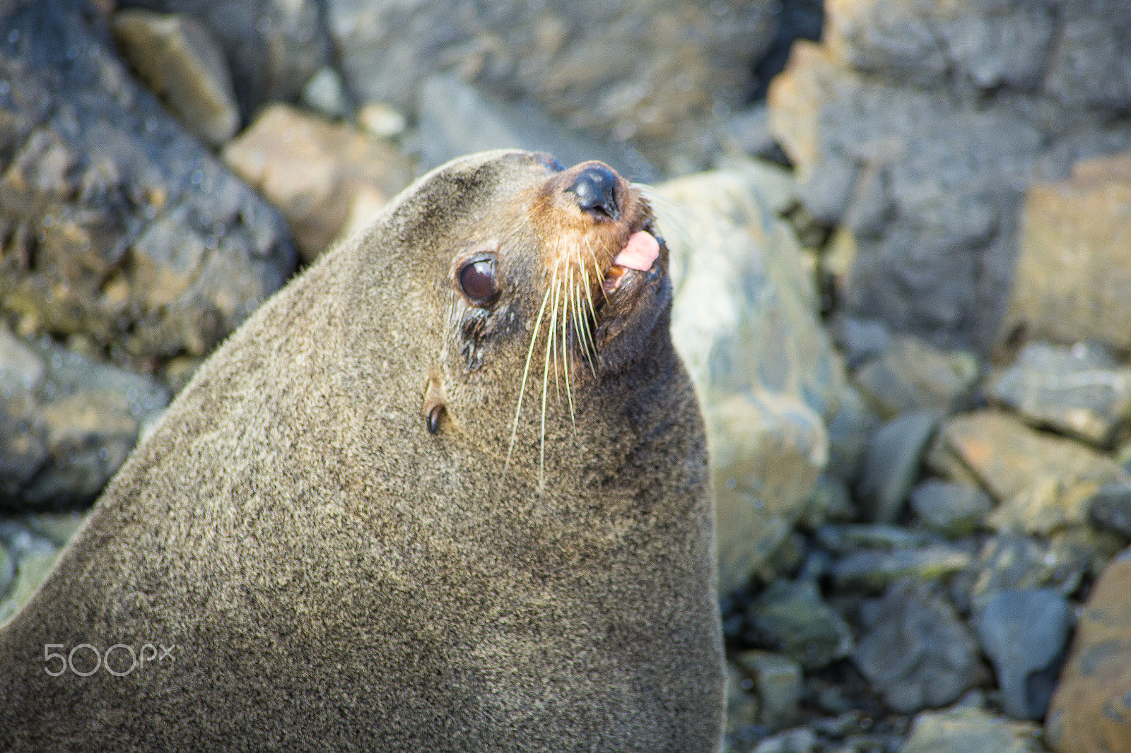 Sigma 70-300mm F4-5.6 APO DG Macro sample photo. Cheeky seal photography