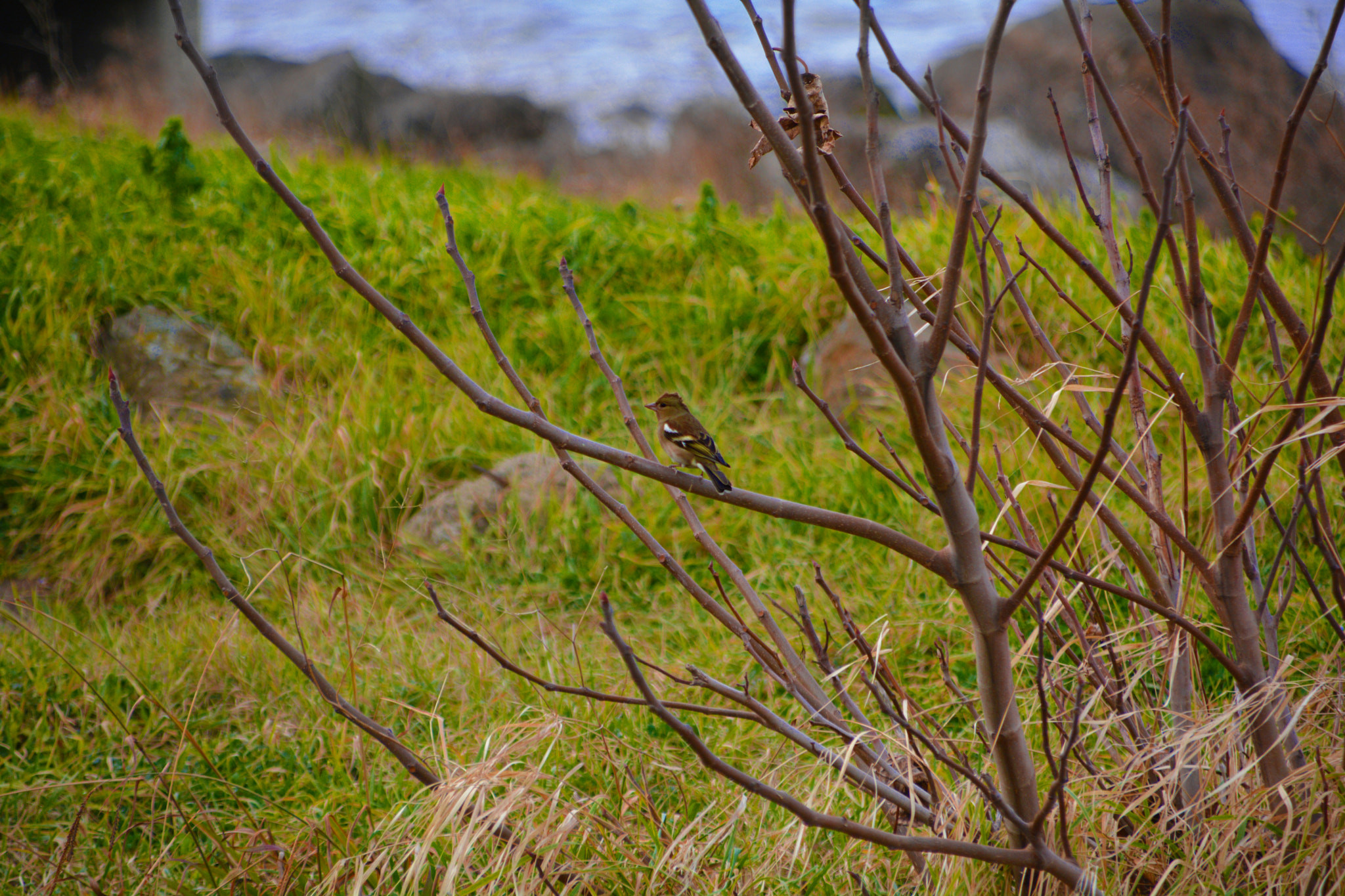 Sigma 28-300mm F3.5-6.3 DG Macro sample photo. Birds photography