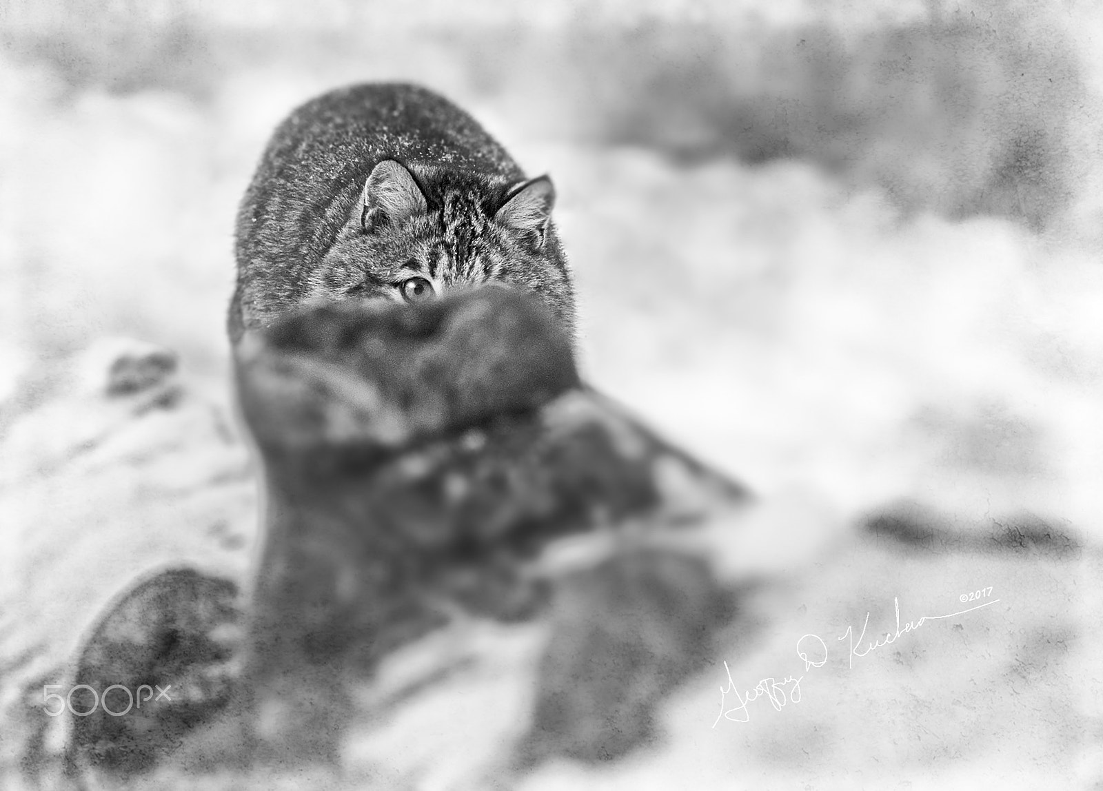 Nikon D5 sample photo. Stalk photography