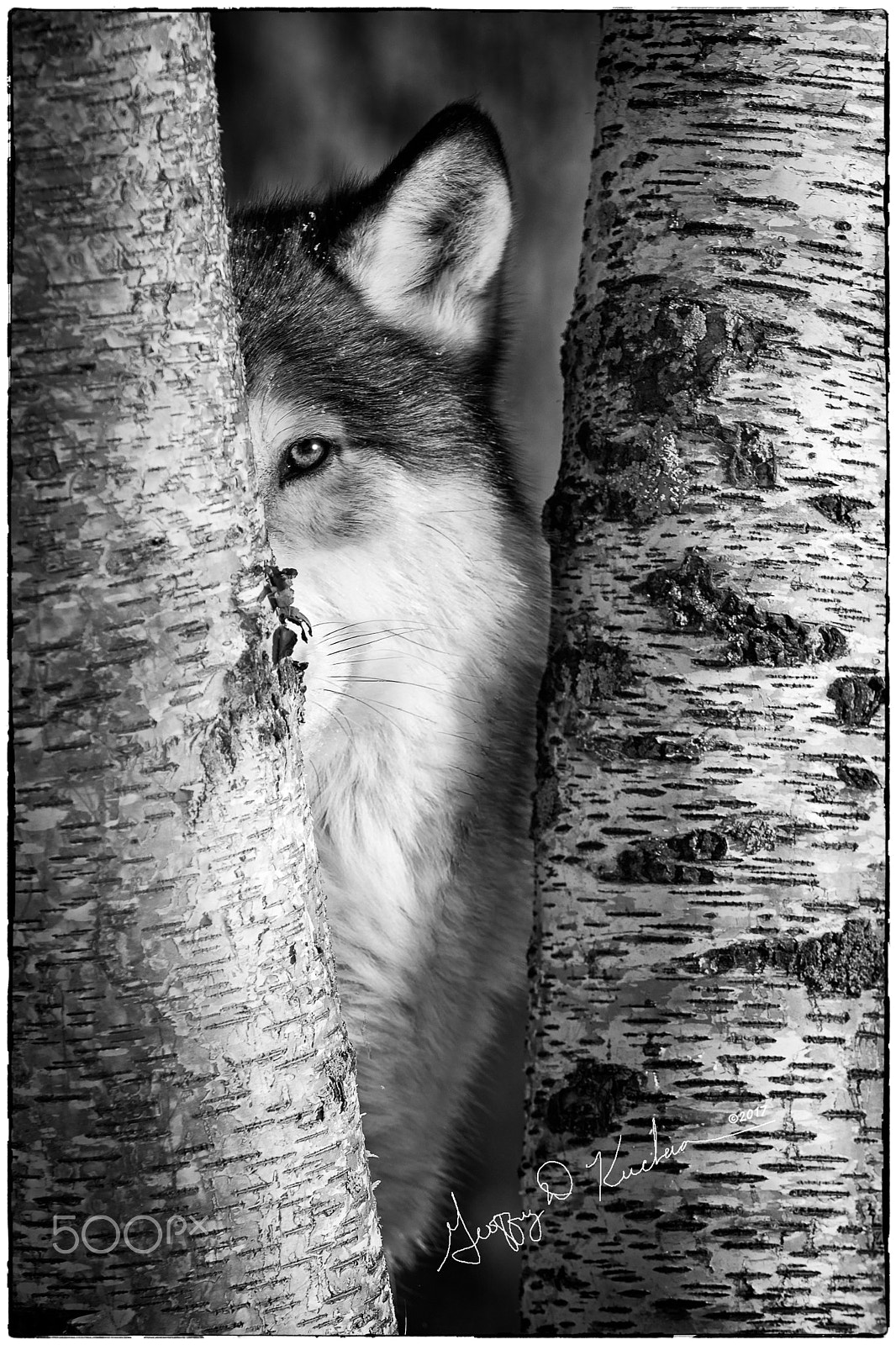 Nikon D5 sample photo. In the trees photography