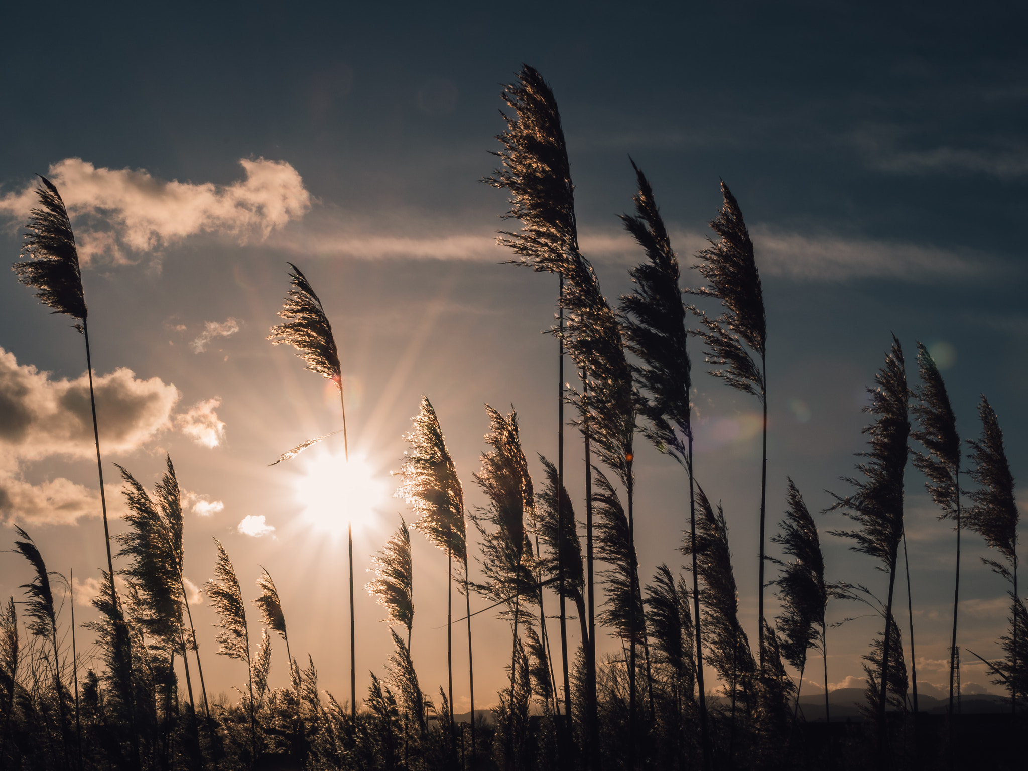 Nikon D5500 sample photo. - 22 - photography