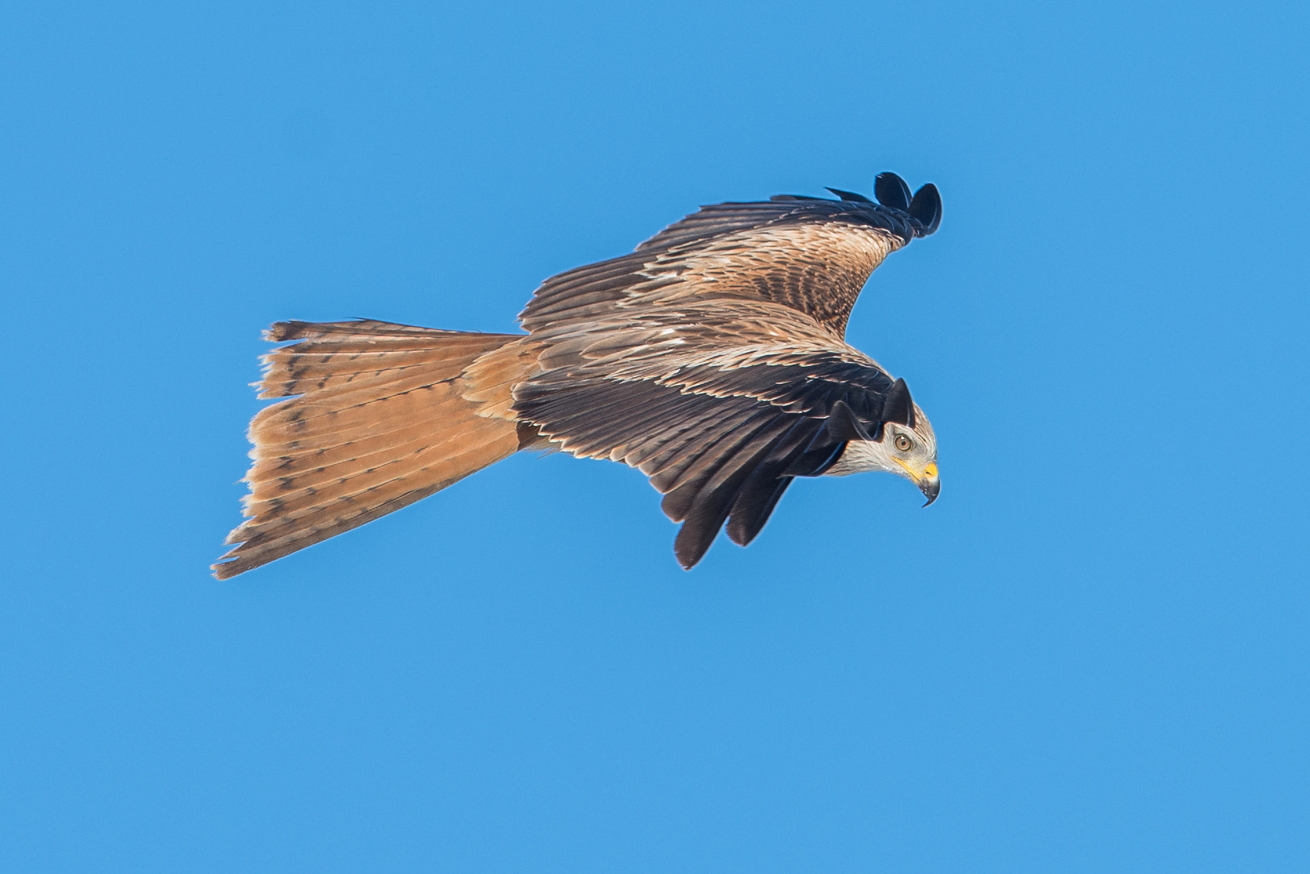 Nikon D810 + Nikon AF-S Nikkor 600mm F4G ED VR sample photo. Milan royal photography