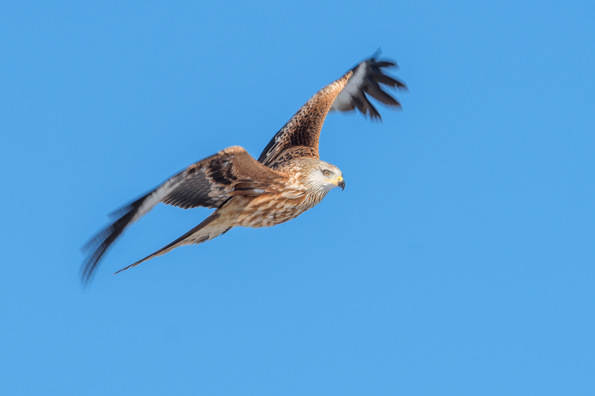 Nikon D810 + Nikon AF-S Nikkor 600mm F4G ED VR sample photo. Milan royal photography