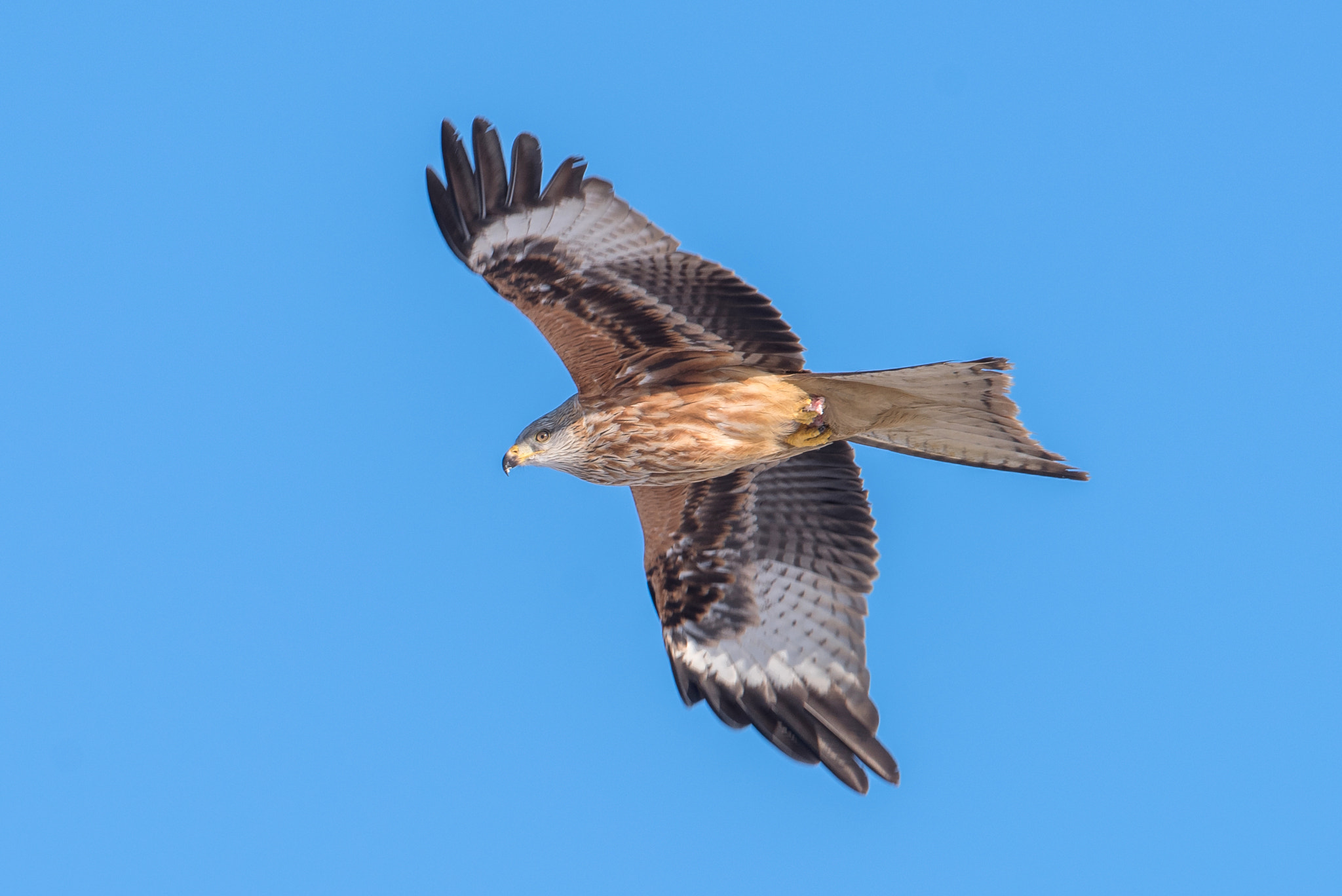 Nikon D810 + Nikon AF-S Nikkor 600mm F4G ED VR sample photo. Milan royal photography