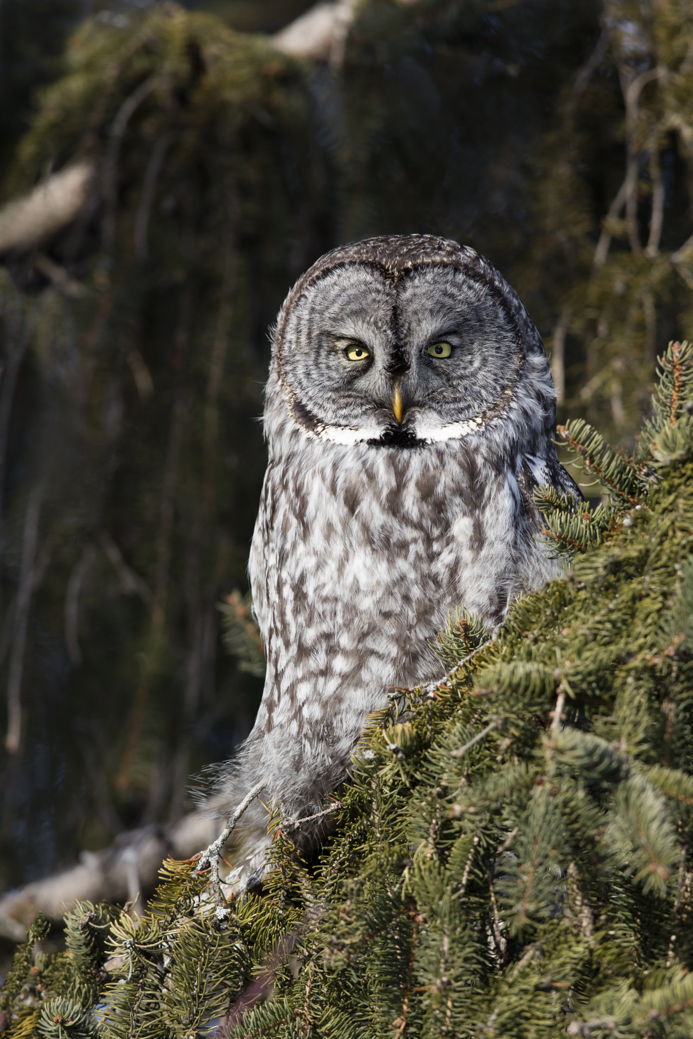 Canon EOS 5DS R sample photo. Great grey owl photography