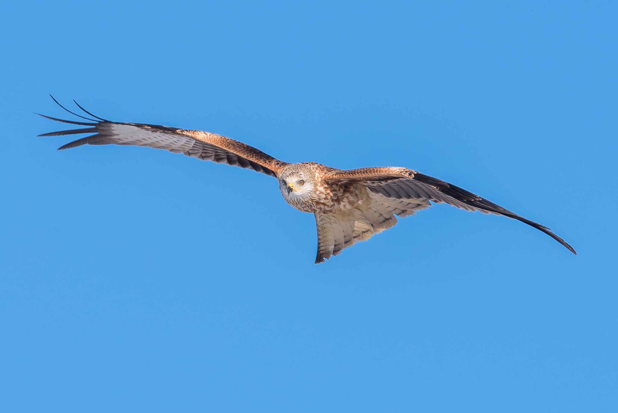 Nikon D810 + Nikon AF-S Nikkor 600mm F4G ED VR sample photo. Milan royal photography