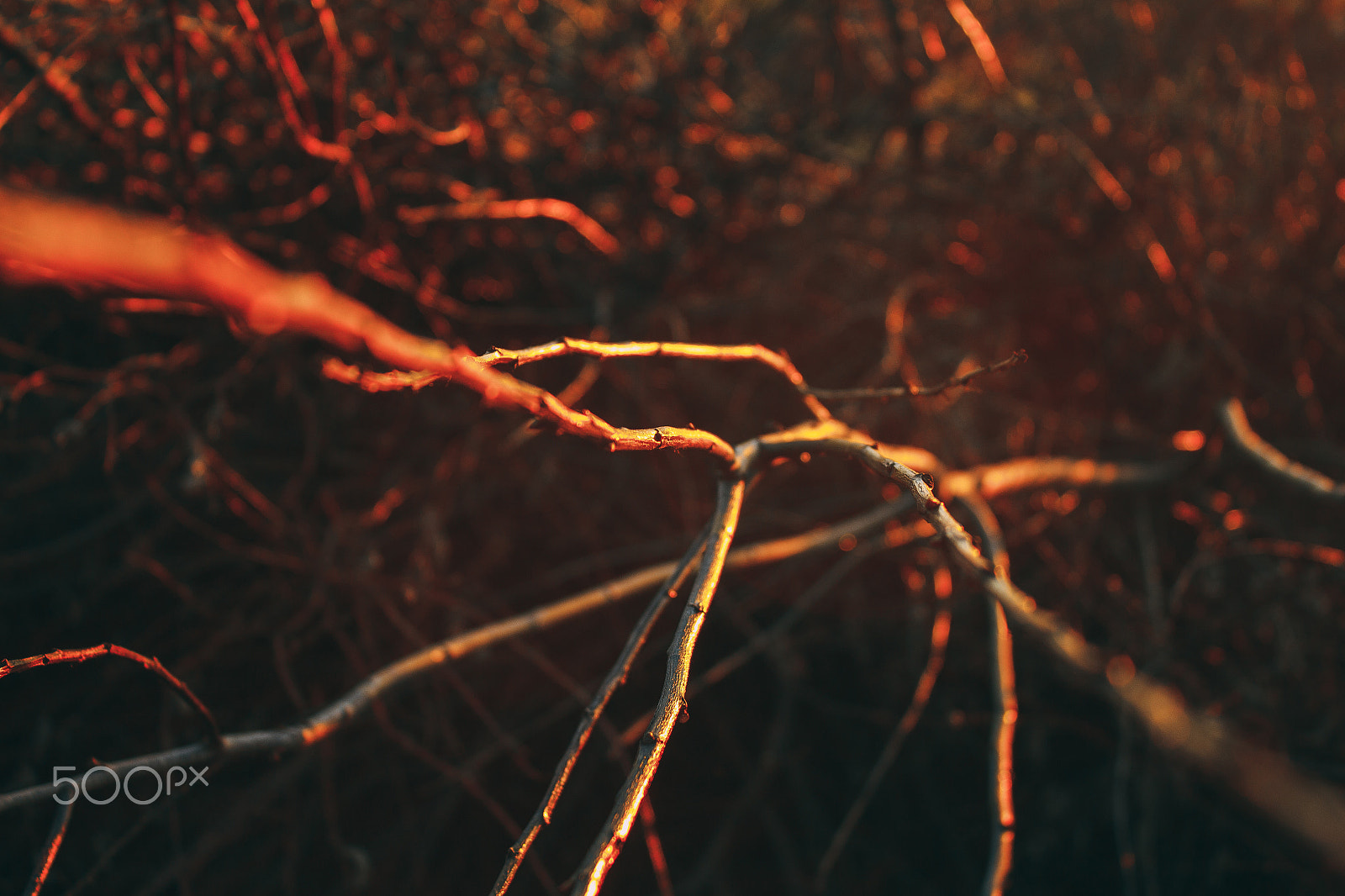 Canon EOS 650D (EOS Rebel T4i / EOS Kiss X6i) sample photo. Hookup photography
