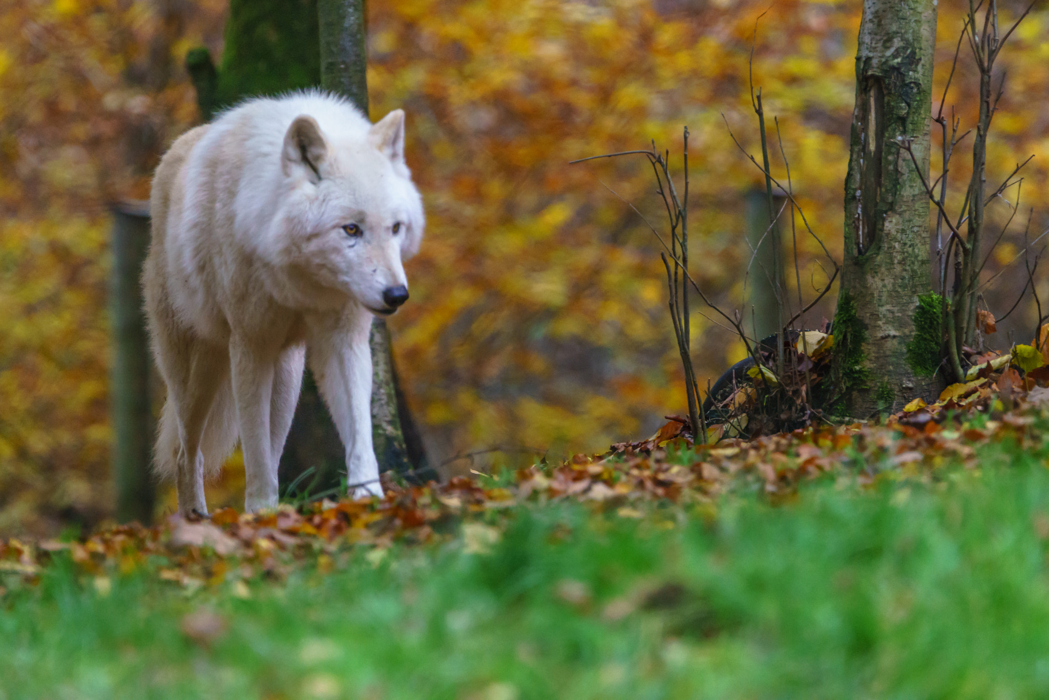 Sony a7R + Sony 70-400mm F4-5.6 G SSM sample photo. Canis lupus arctos photography