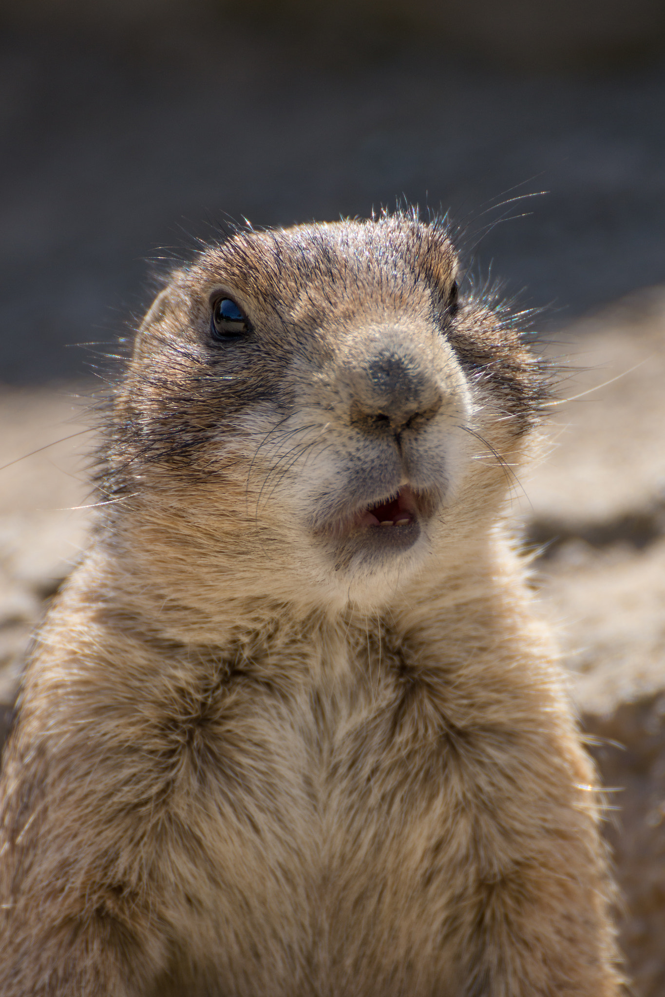 Tamron SP 70-300mm F4-5.6 Di USD sample photo. Hey jo!!! go away!!! photography