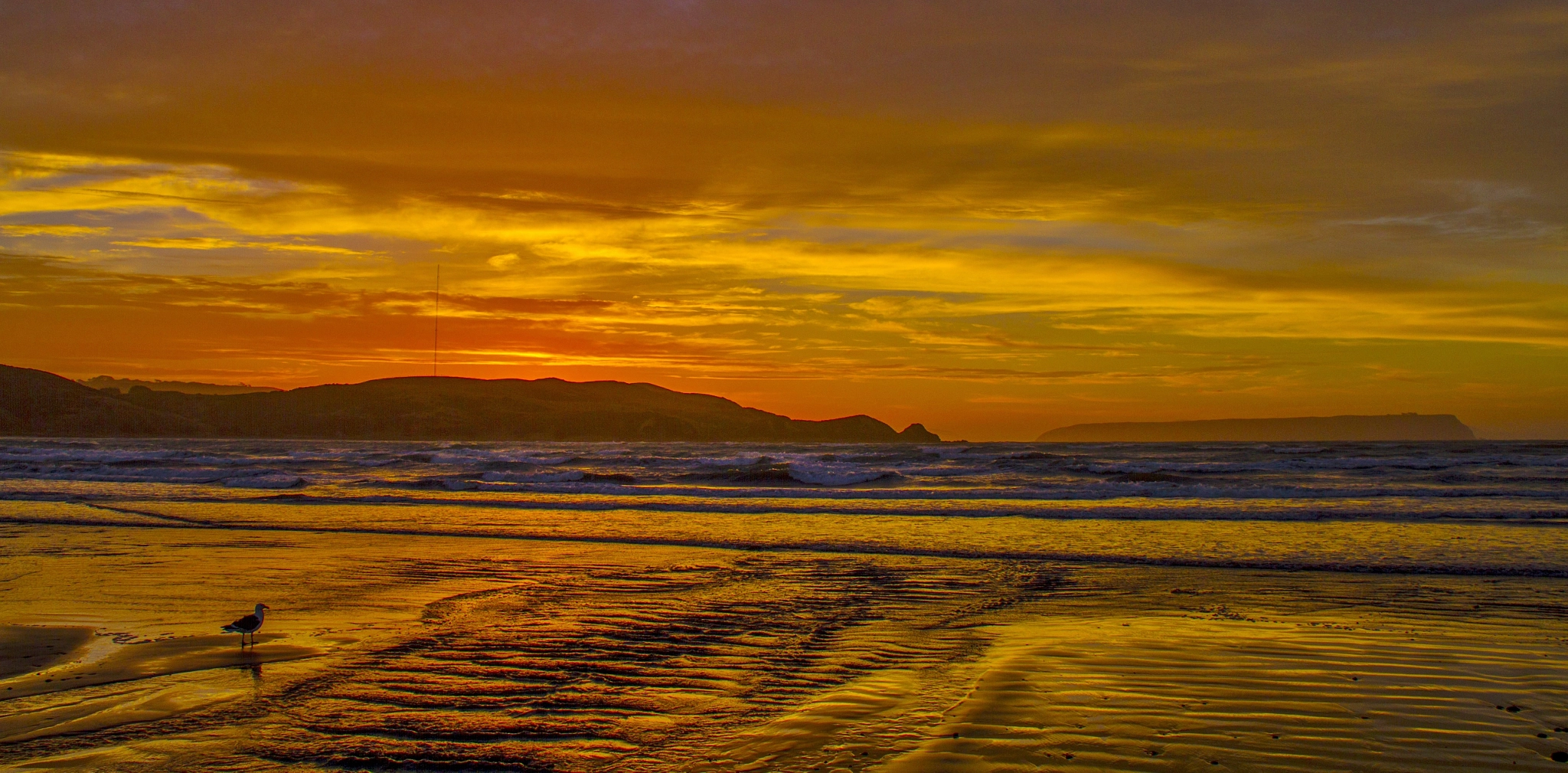 Canon EOS 7D sample photo. Sunset strip seagull photography