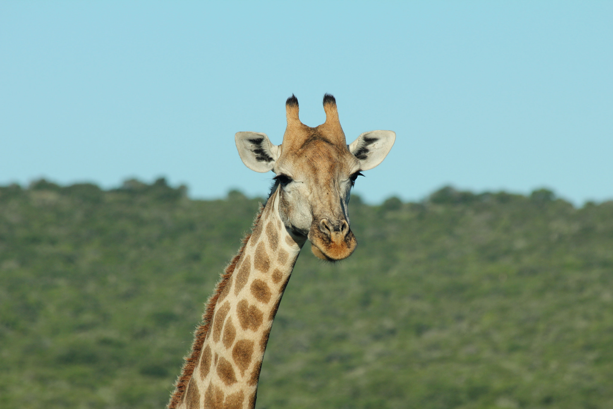 Canon EF 70-300mm F4-5.6 IS USM sample photo. Giraffe photography