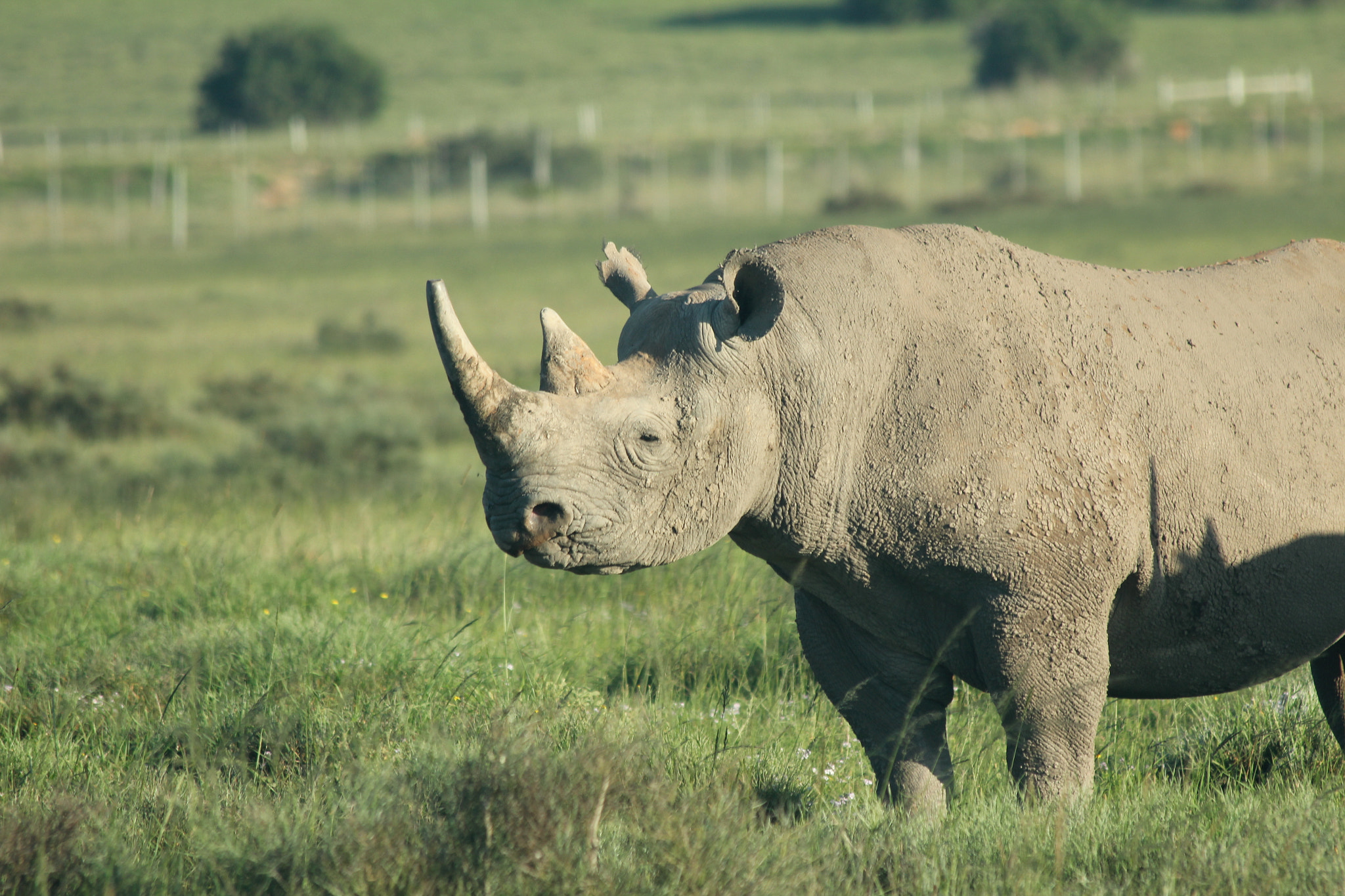 Canon EF 70-300mm F4-5.6 IS USM sample photo. Rhino closeup photography