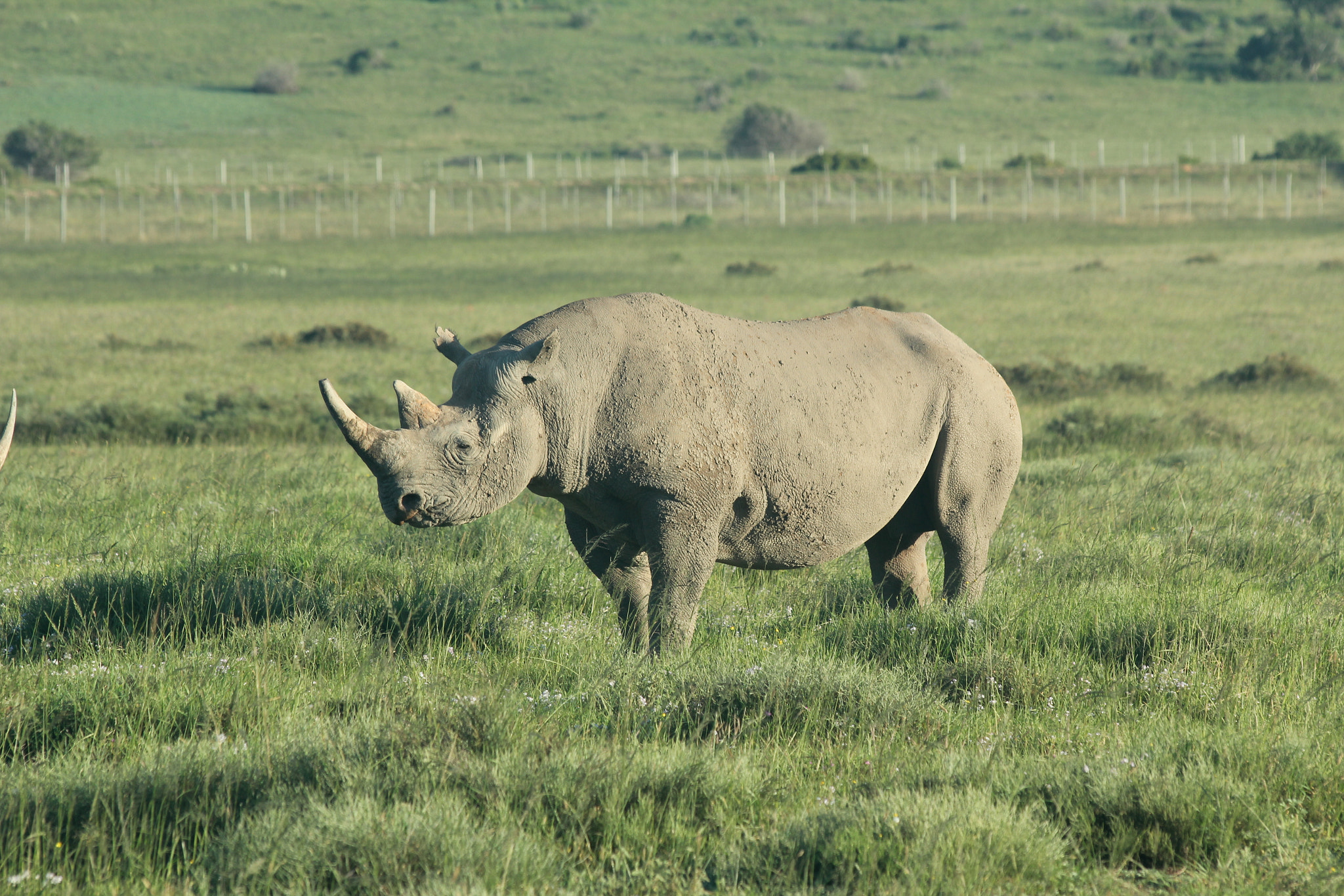 Canon EF 70-300mm F4-5.6 IS USM sample photo. Rhino 2 photography
