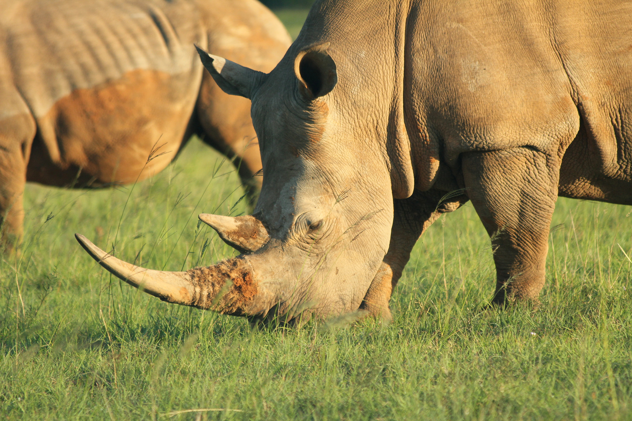 Canon EF 70-300mm F4-5.6 IS USM sample photo. Rhino 3 photography