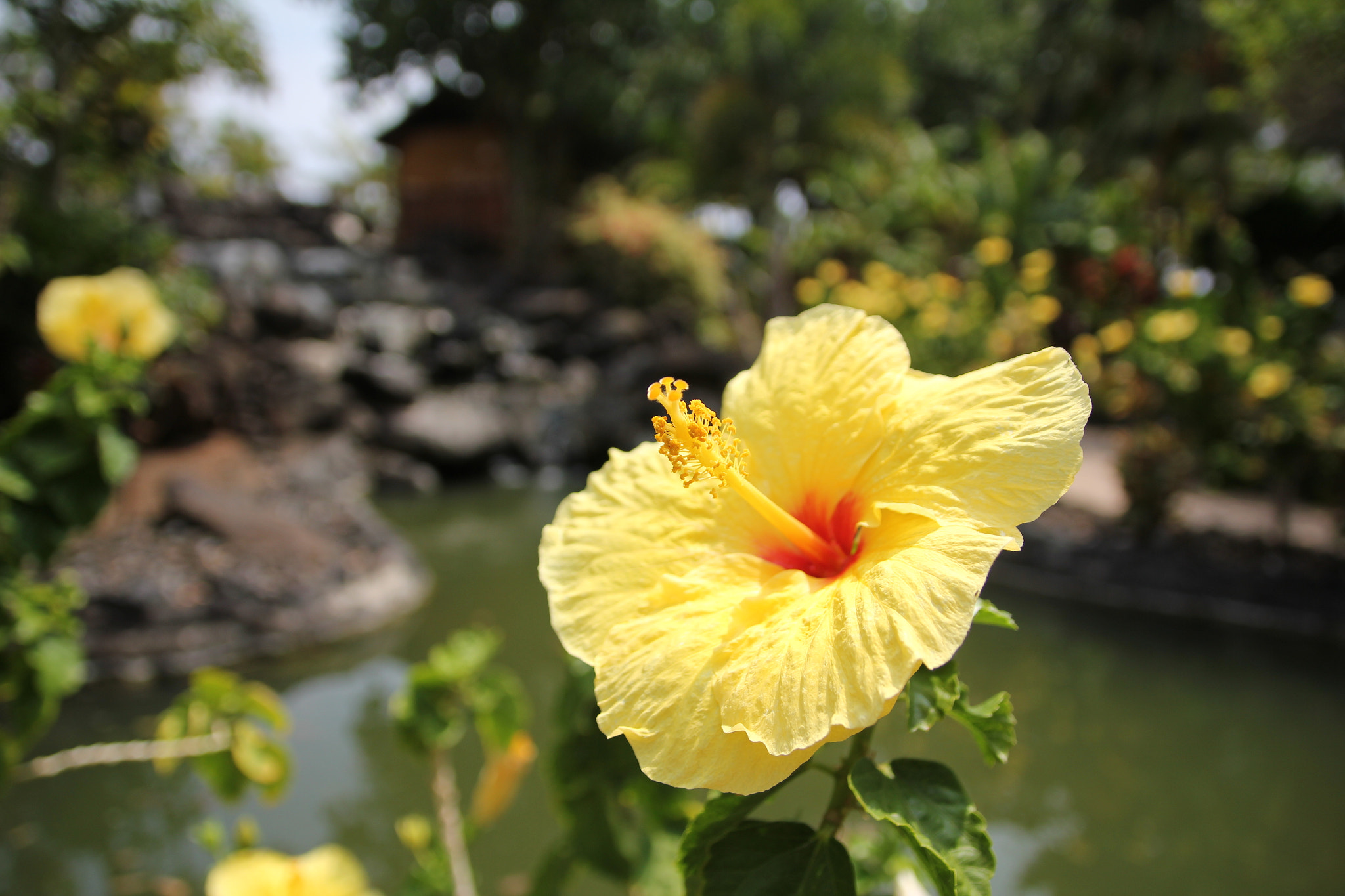 Canon EOS 550D (EOS Rebel T2i / EOS Kiss X4) + Sigma 17-70mm F2.8-4 DC Macro OS HSM | C sample photo. Yellow hibiscus 2 photography