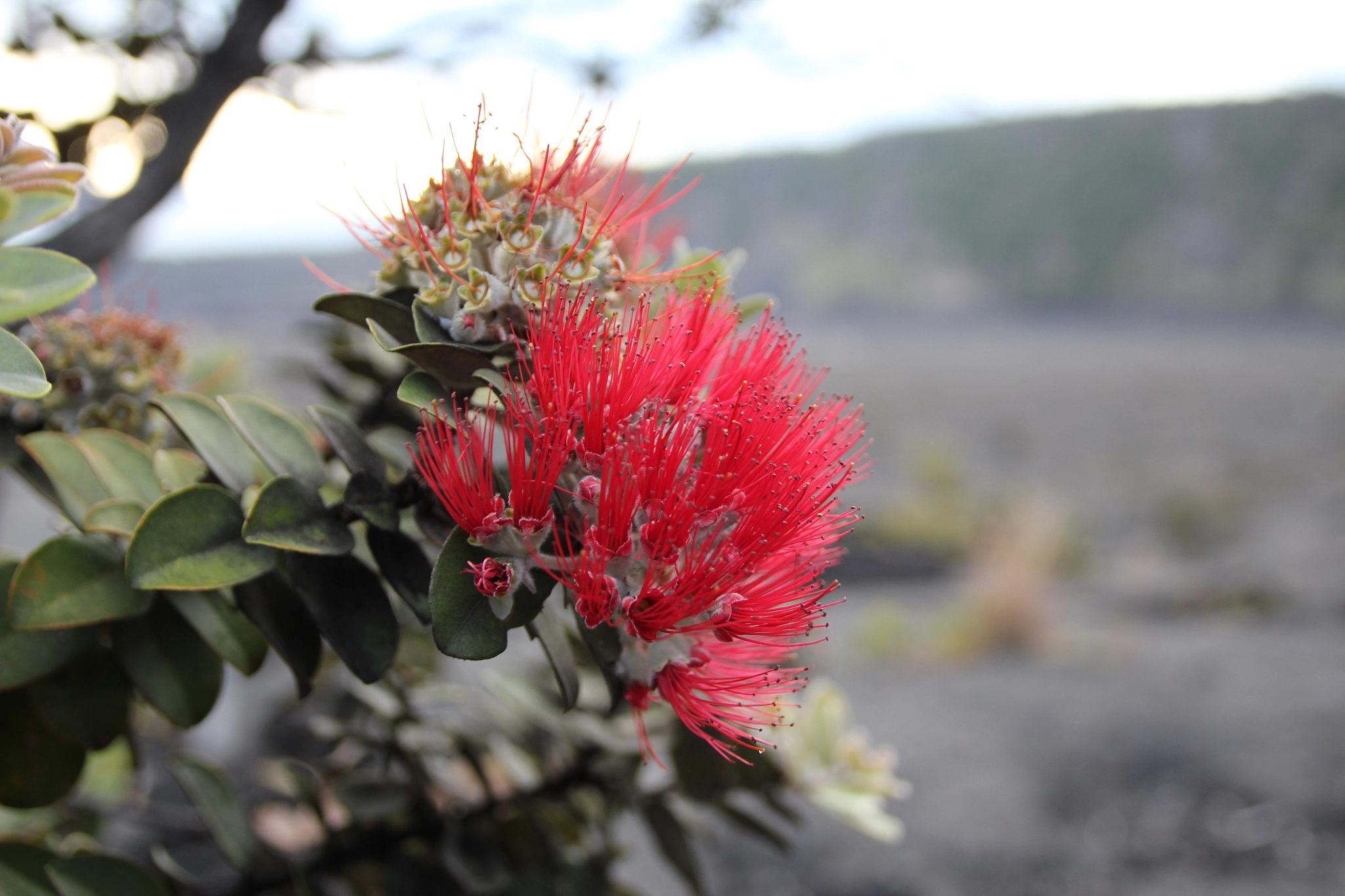 Canon EOS 550D (EOS Rebel T2i / EOS Kiss X4) sample photo. Ohi'a lehua at volcanoes nature park photography