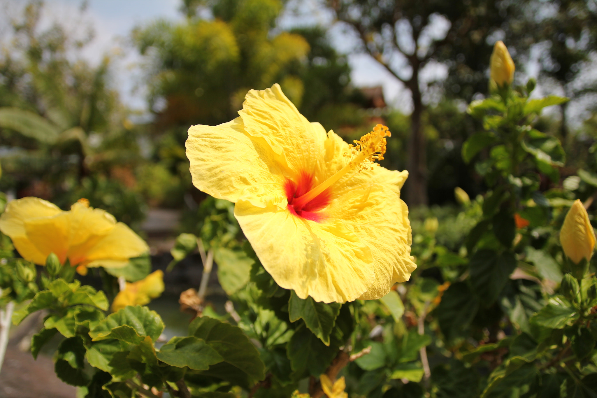 Canon EOS 550D (EOS Rebel T2i / EOS Kiss X4) + Sigma 17-70mm F2.8-4 DC Macro OS HSM | C sample photo. Yellow hibiscus 1 photography
