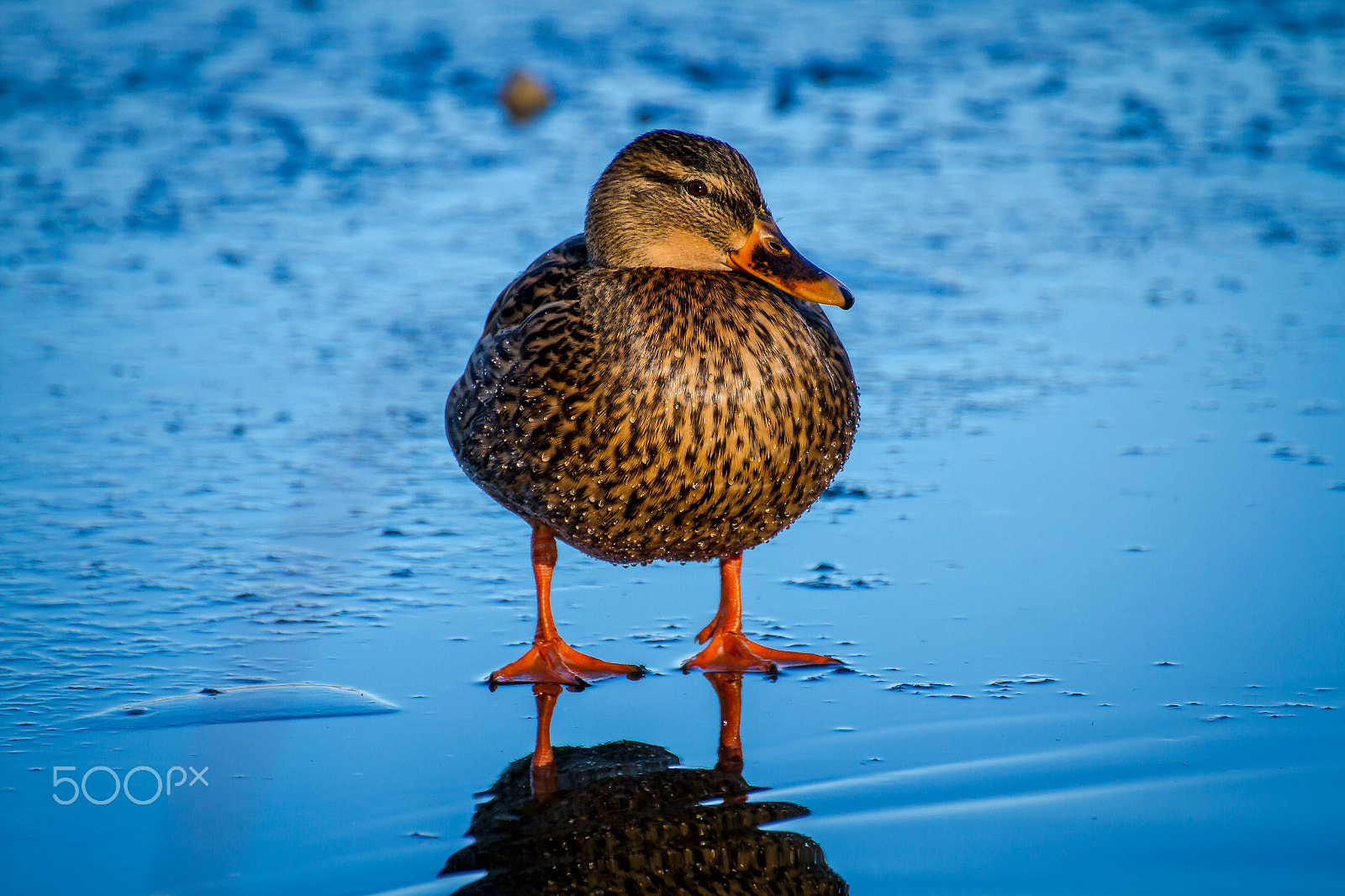 Canon EOS 7D sample photo. Dumpling duck photography