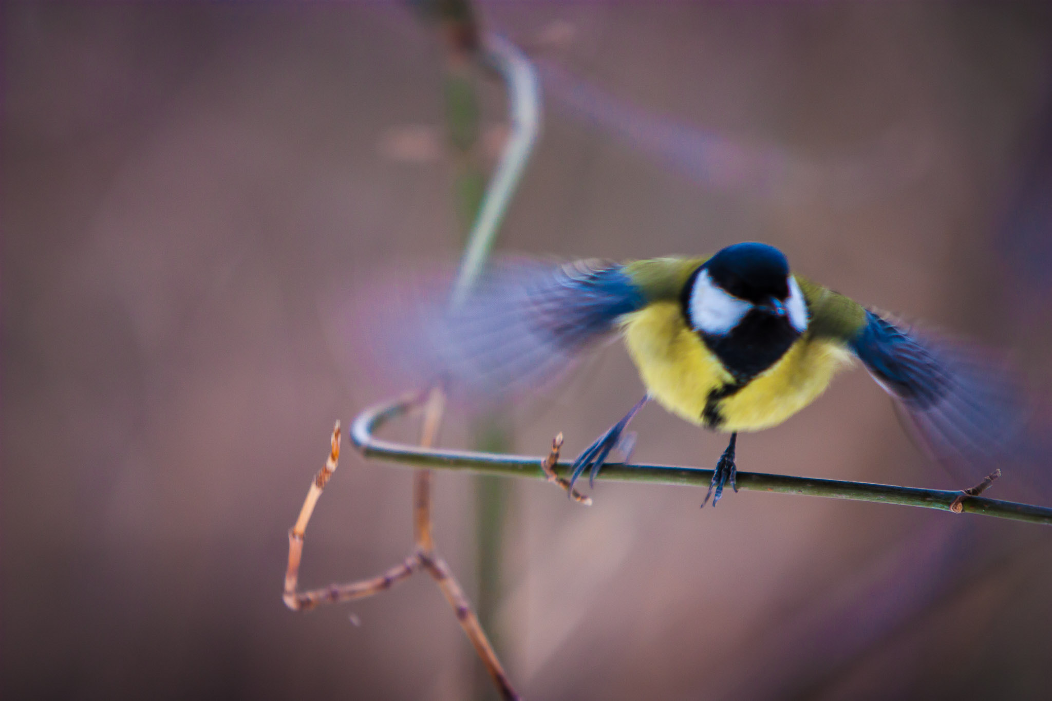 Canon EF 70-200mm F2.8L IS USM sample photo. Wait for me!!! :) :) photography