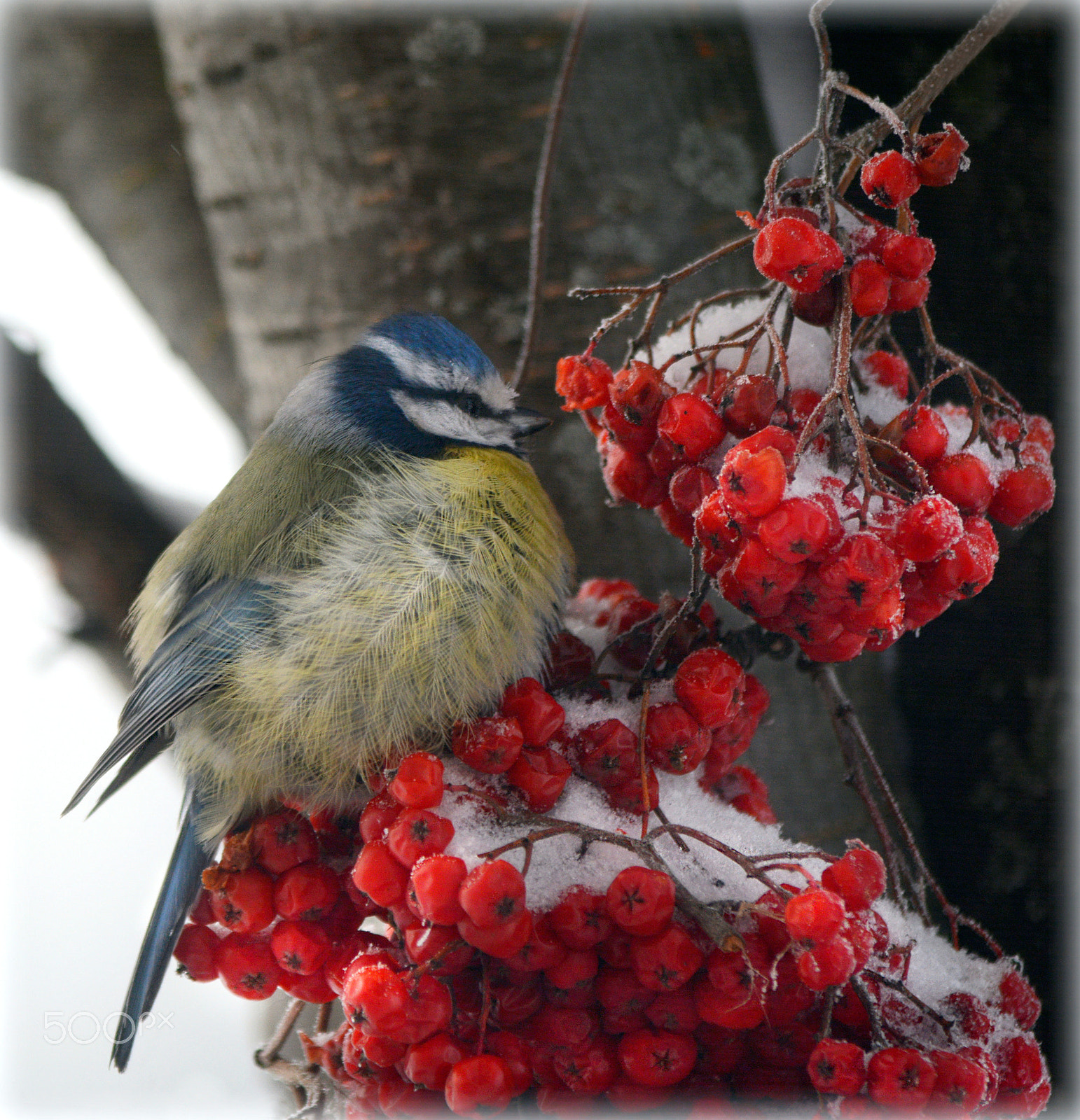 Nikkor 45mm f/2.8 P sample photo. Синичка - лазоревка в морозный день... photography