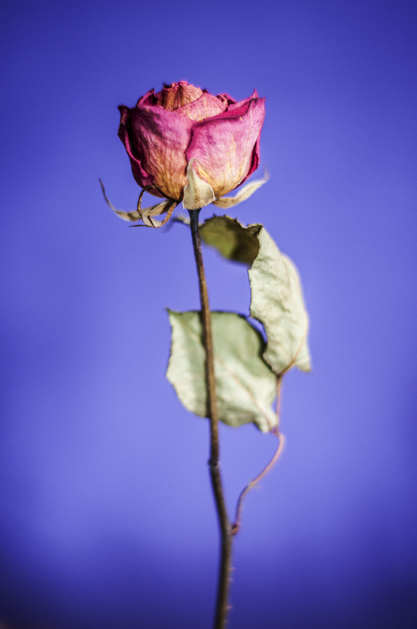 Nikon D300S + AF Nikkor 50mm f/1.8 sample photo. Rose in purple background still life photography