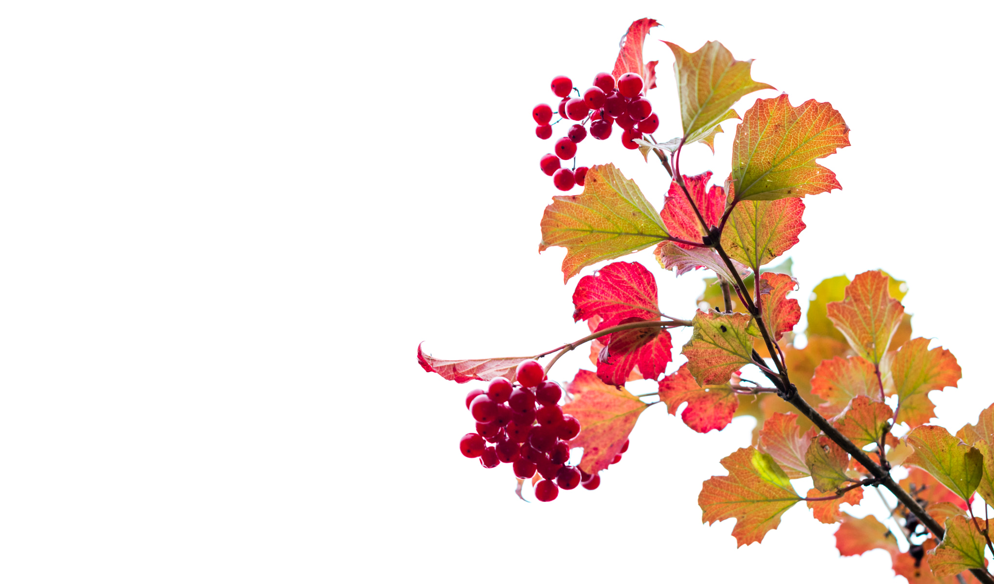 Nikon D5300 + Nikon AF-S Nikkor 50mm F1.4G sample photo. About the autumn minimalism. photography