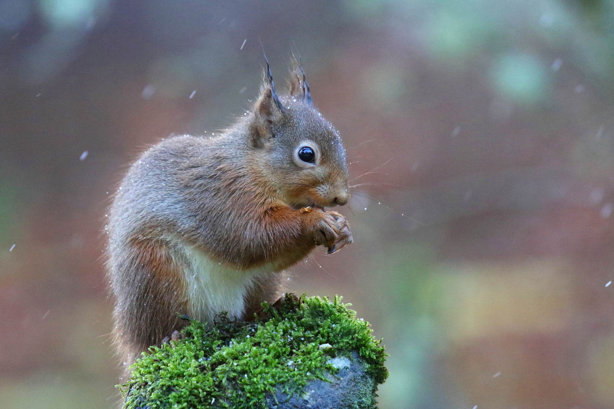 Canon EOS 7D Mark II + Canon EF 100-400mm F4.5-5.6L IS USM sample photo. Another red squirrel photography