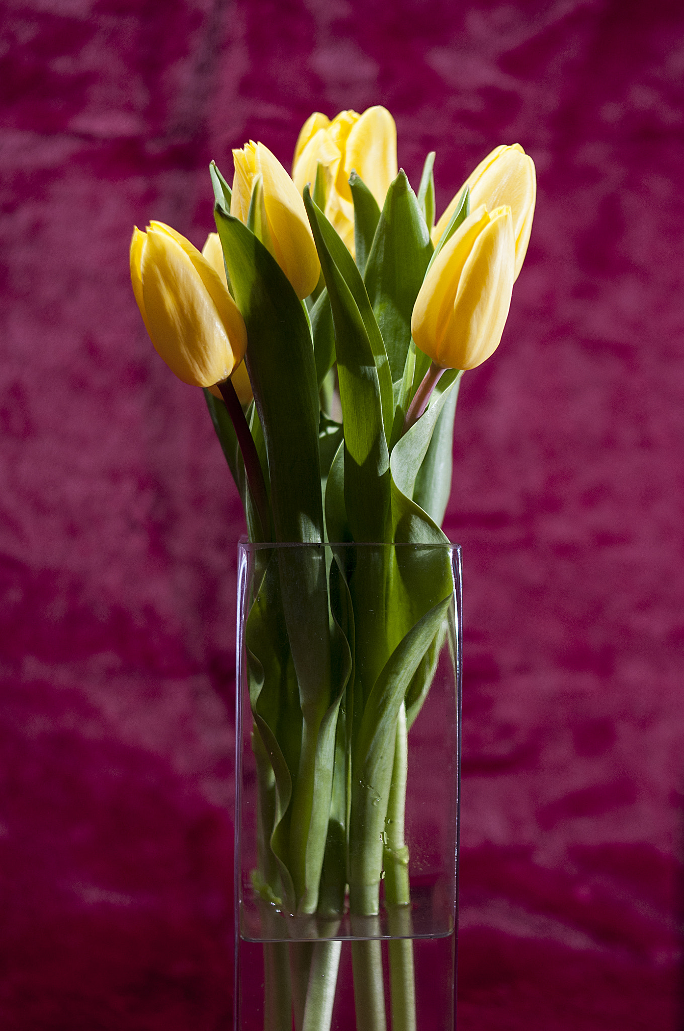 Nikon D300S sample photo. Tulips still life photography