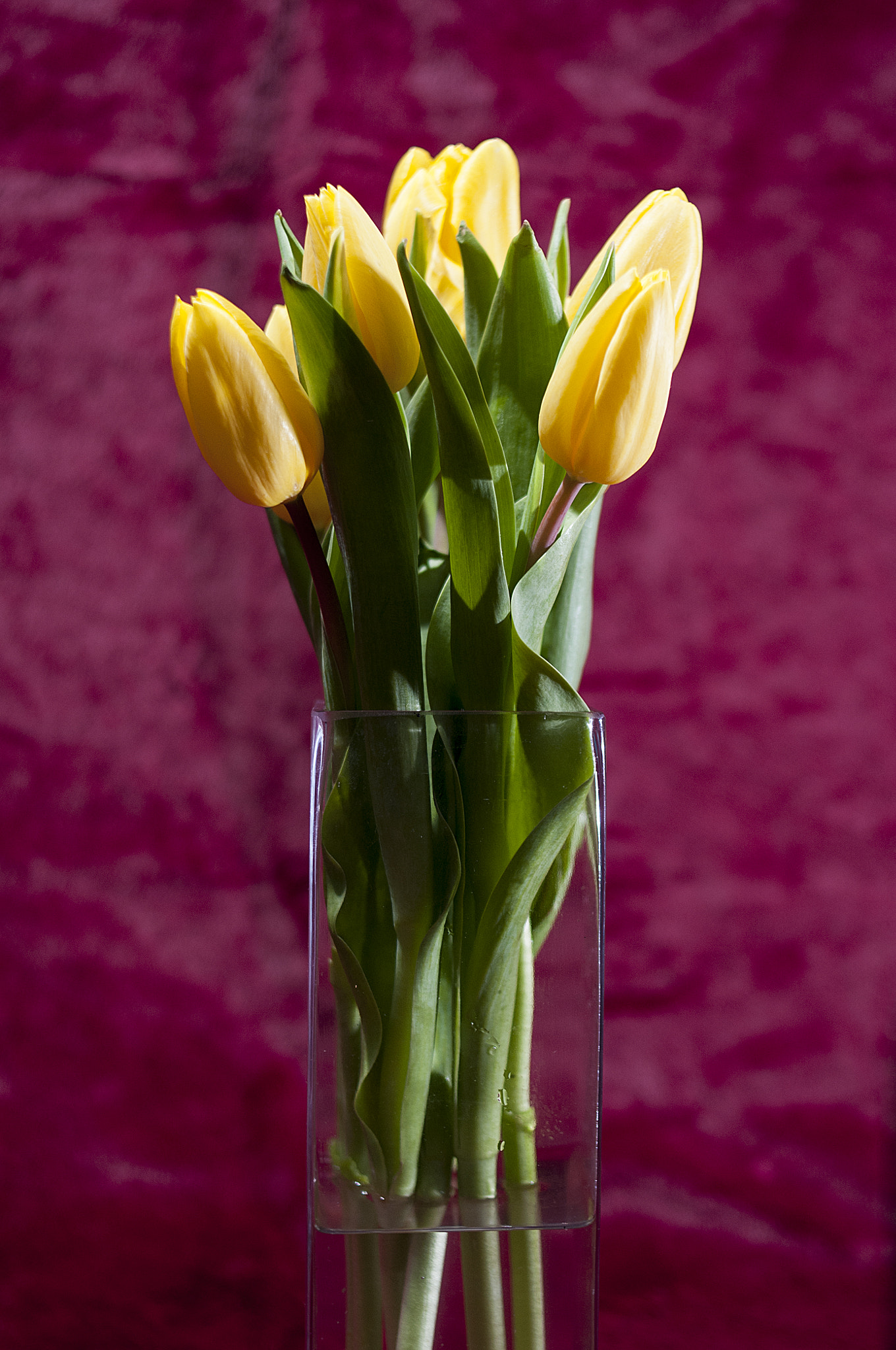 Nikon D300S + Nikon AF Nikkor 35mm F2D sample photo. Tulips still life photography