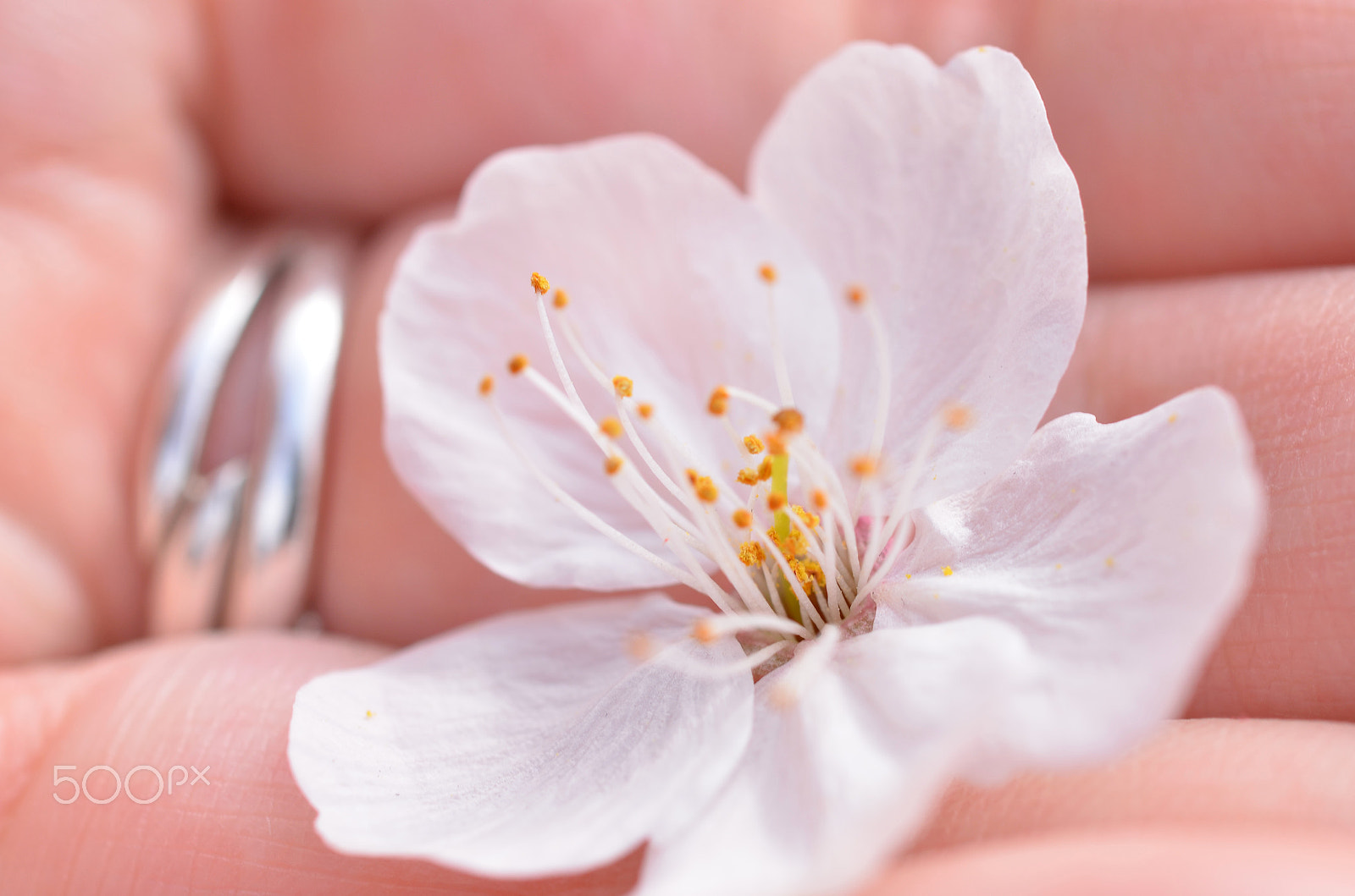 Nikon D7000 + Sigma 50mm F2.8 EX DG Macro sample photo. Cherry bloom on a girls hand photography