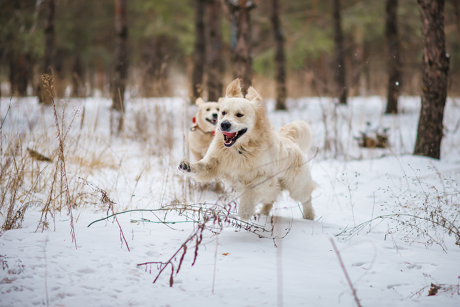 Canon EF 100mm F2.0 USM sample photo. Magic a dog photography