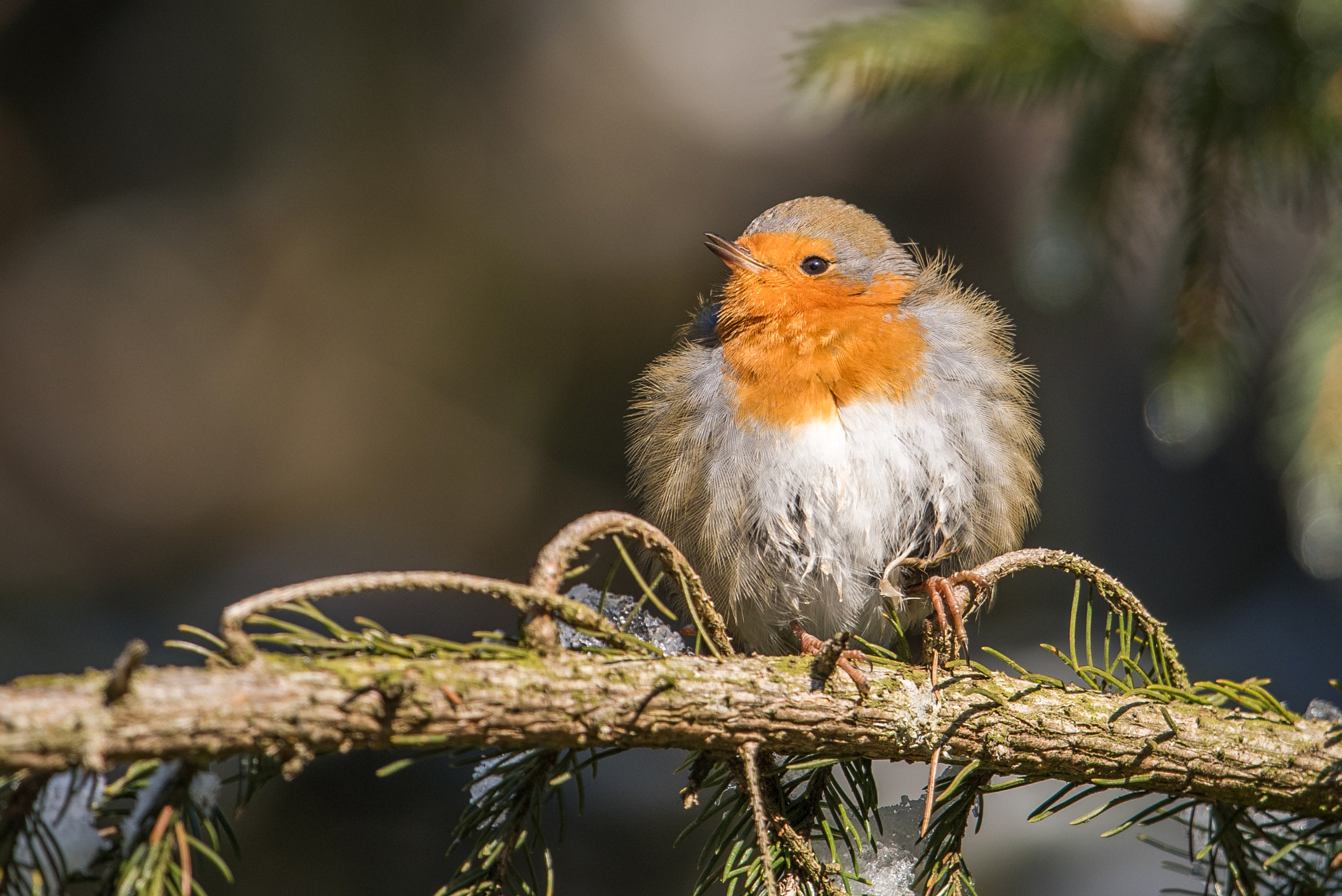 Nikon D810 + Nikon AF-S Nikkor 600mm F4G ED VR sample photo. Rouge gorge photography